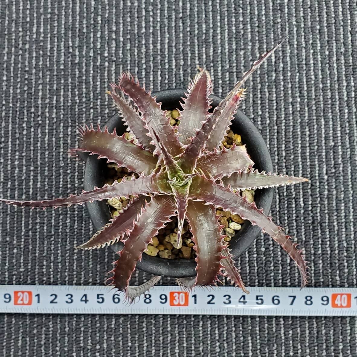 円高還元 Dyckia Big ディッキア Dipper 植物/観葉植物 - carflow.qa