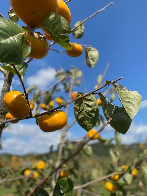 潤果［柿］ | 謹呈果実いちか 公式オンラインショップ