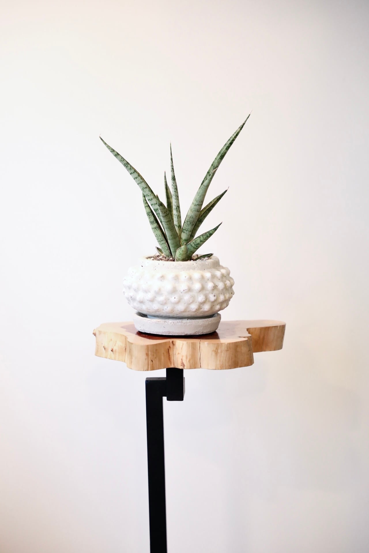 S】サンスベリア アイシクル/Sanseveria Icicle ※陶器鉢付き | 【厳選