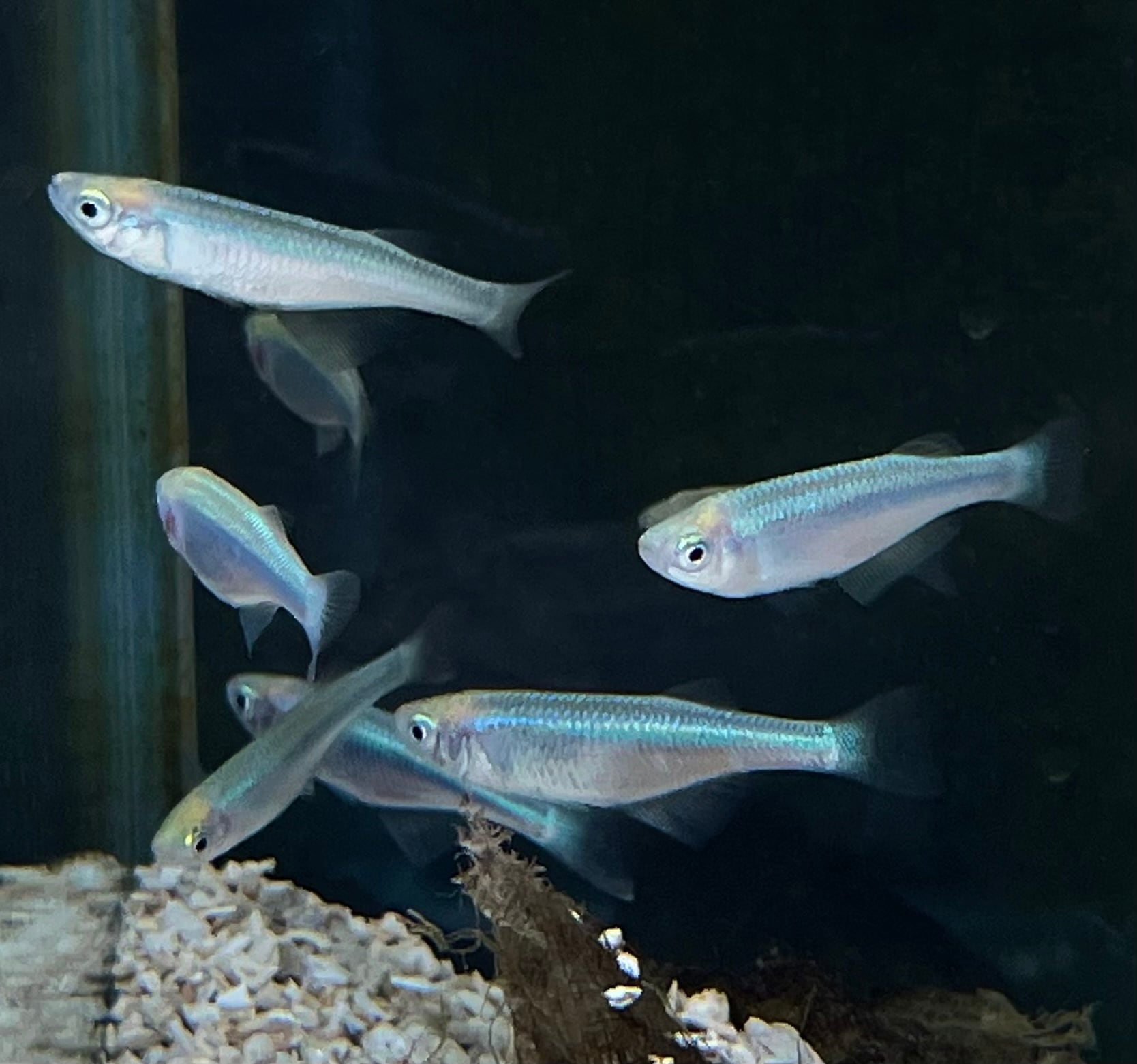 フロントーサ（観賞魚｜熱帯魚・アクアリウム）：ペット アフリカン 