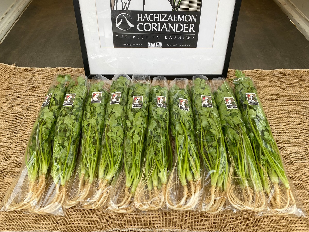 八左衛門パクチー 1kg OGAWA FARM