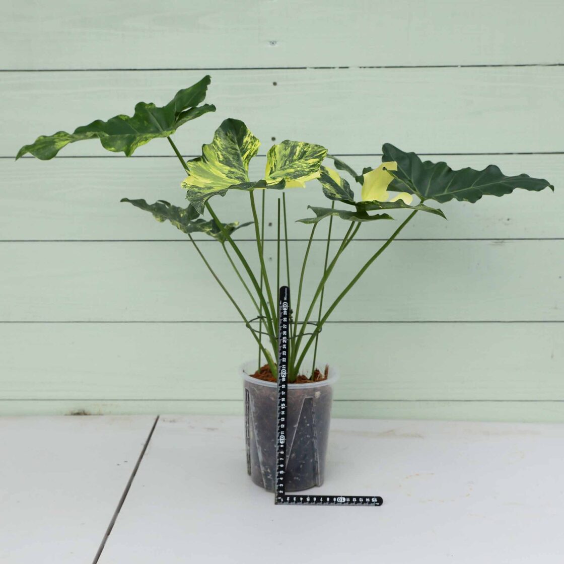フィロデンドロン ウィリアムシー斑入り（Philodendron 
