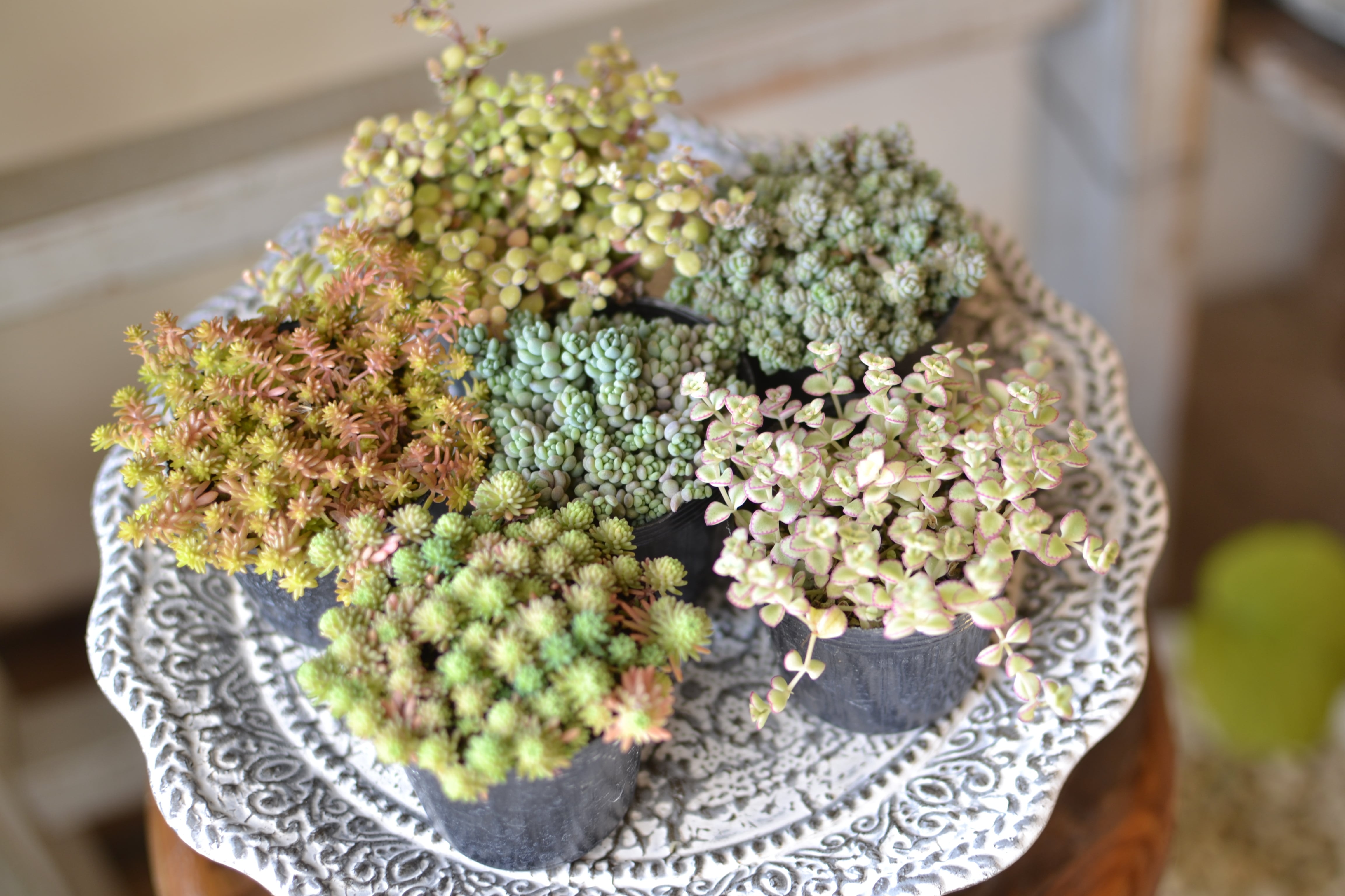 plants funshop natur*ﾅﾁｭﾗ*