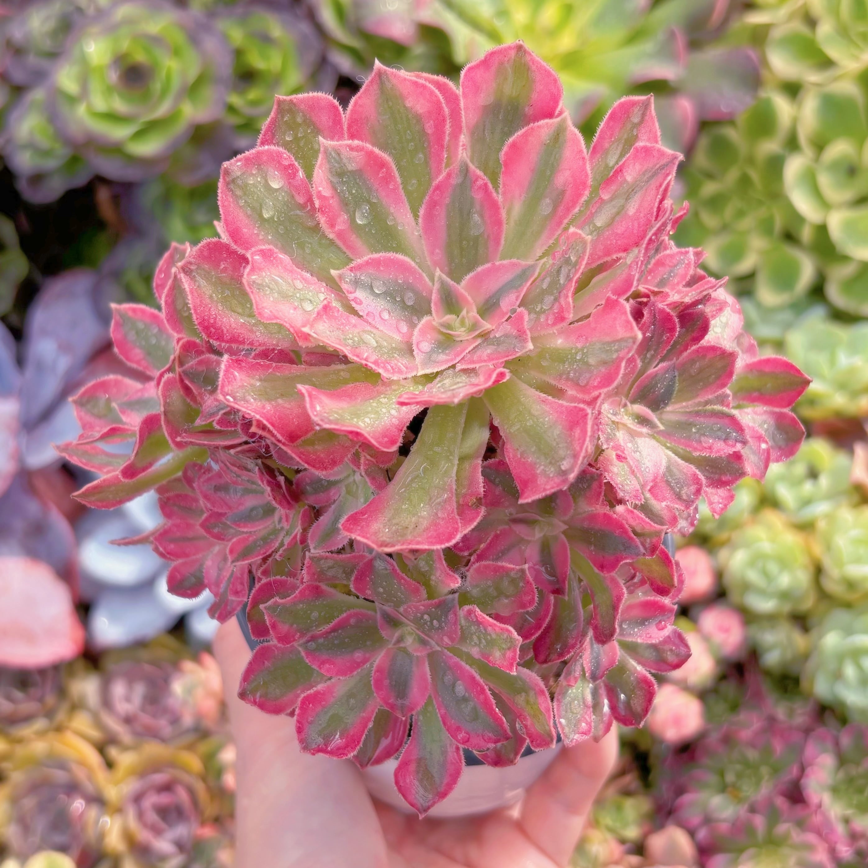 現品　美姫#857　群生　るる農園