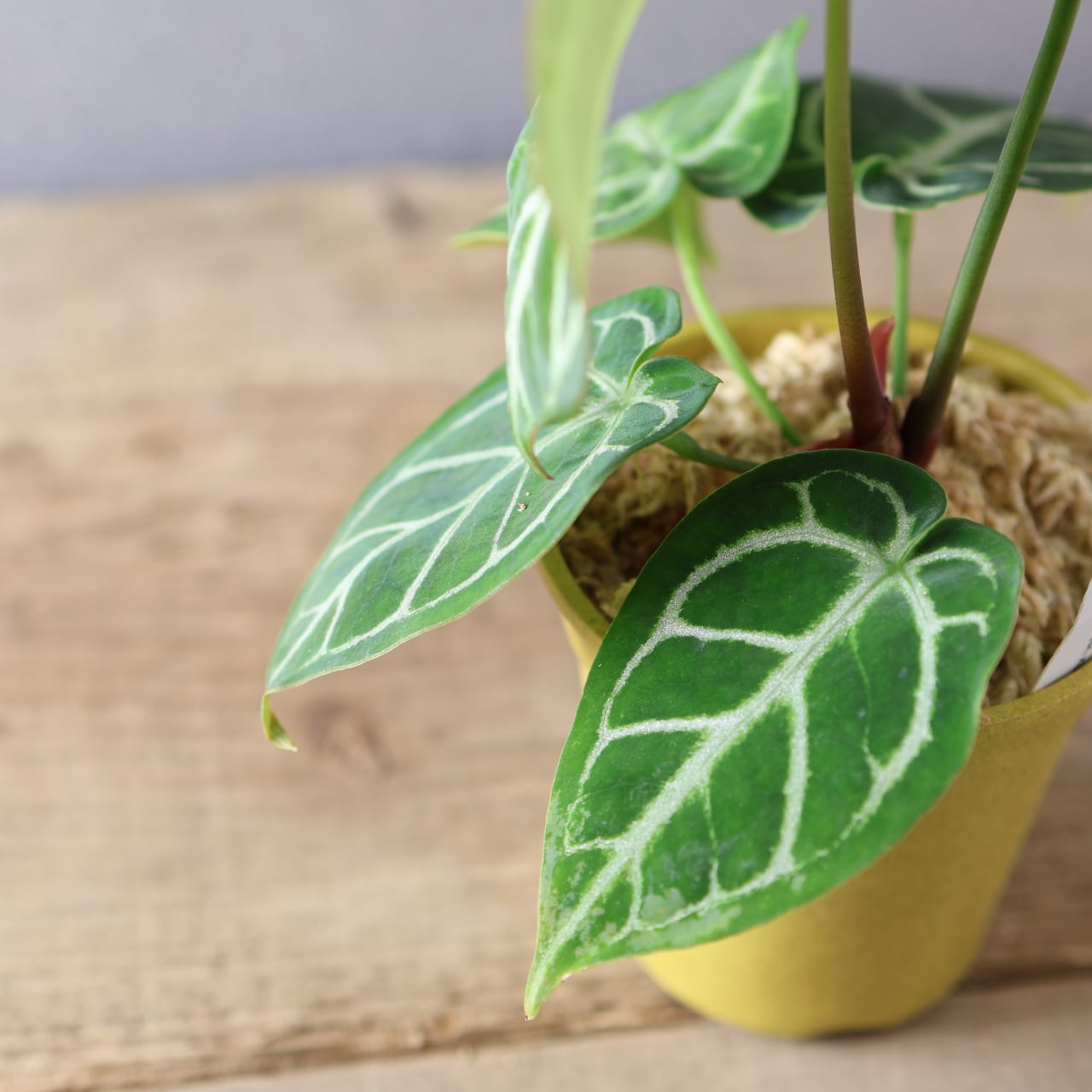 386 丸みと輝きが織りなす、唯一無二のアンスリウム『アンスリウム