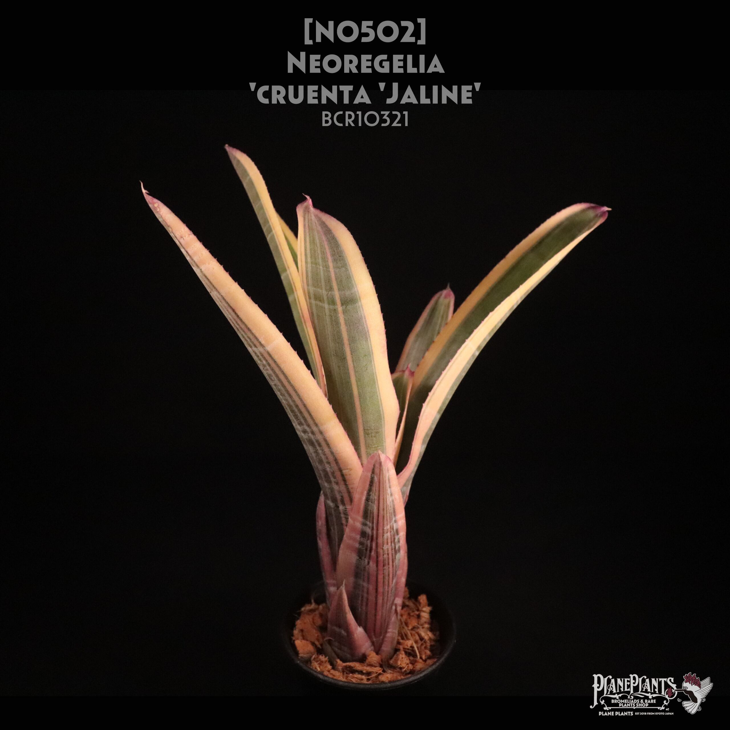 【送料無料】Neoregelia 'cruenta Jaline'〔ネオレゲリア〕現品発送N0502