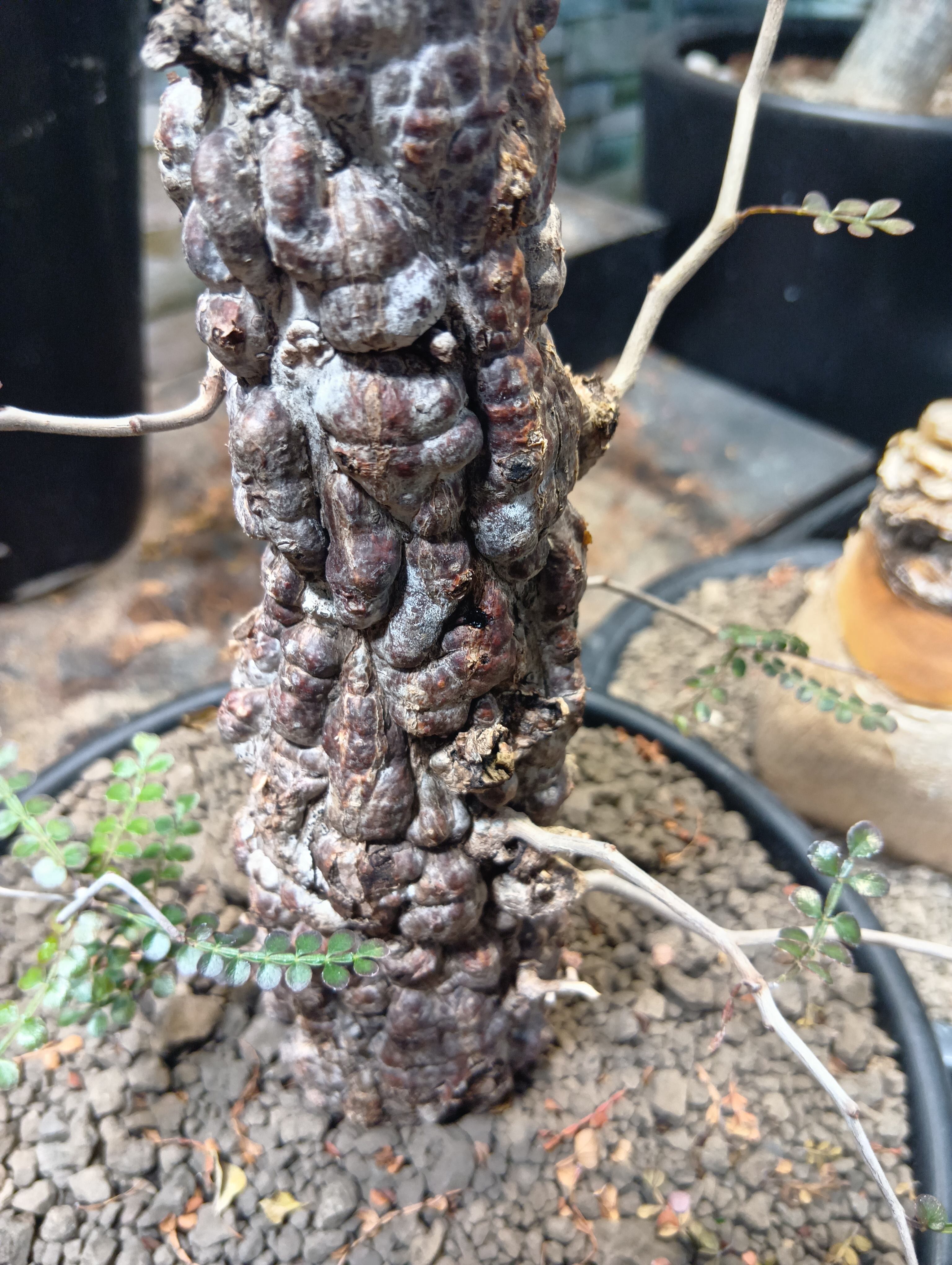 大特価 激レア オペルクリカリア パキプスSP 現地球 | Buenaplant