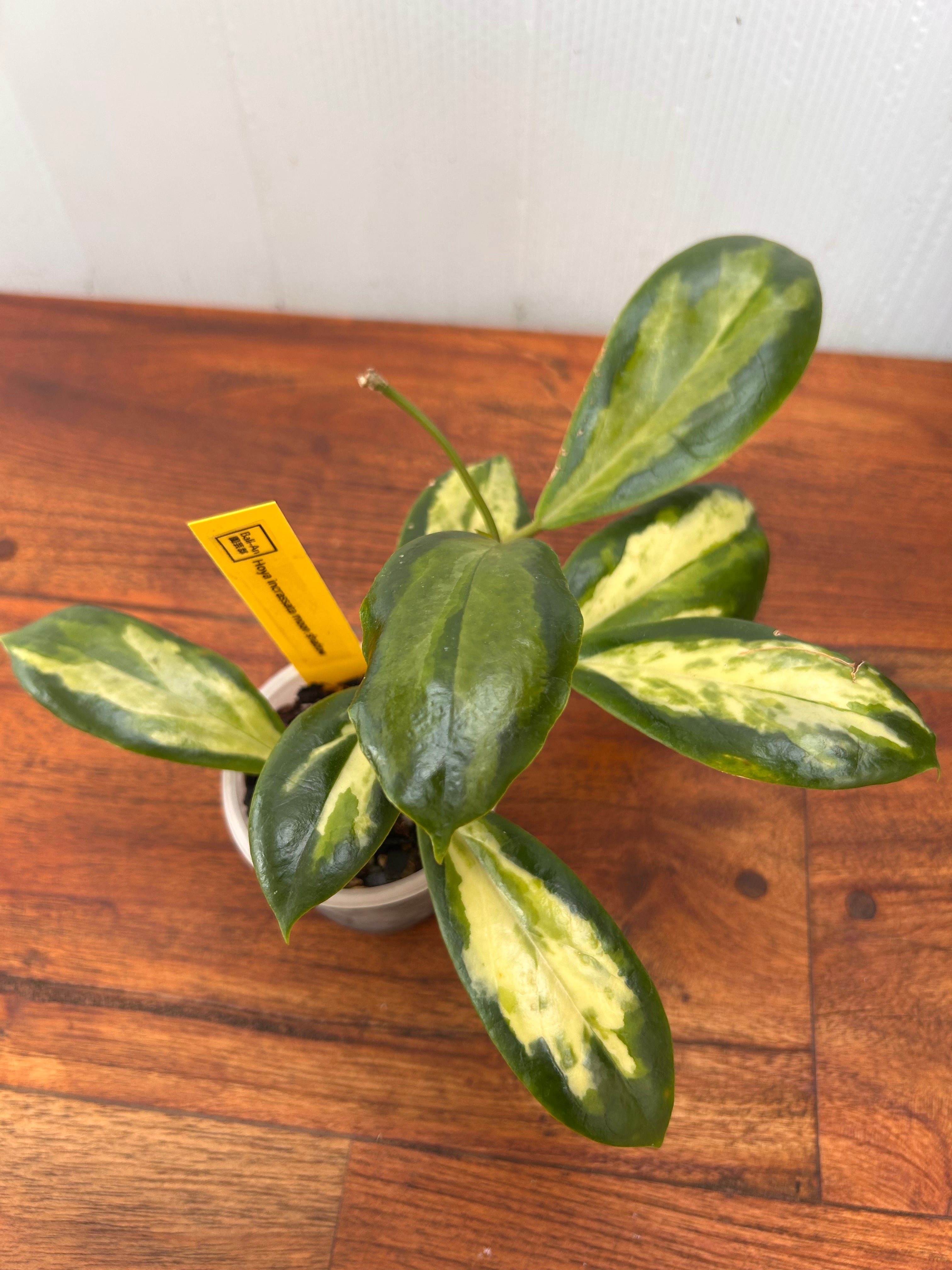 Hoya | BALI-AN 園芸