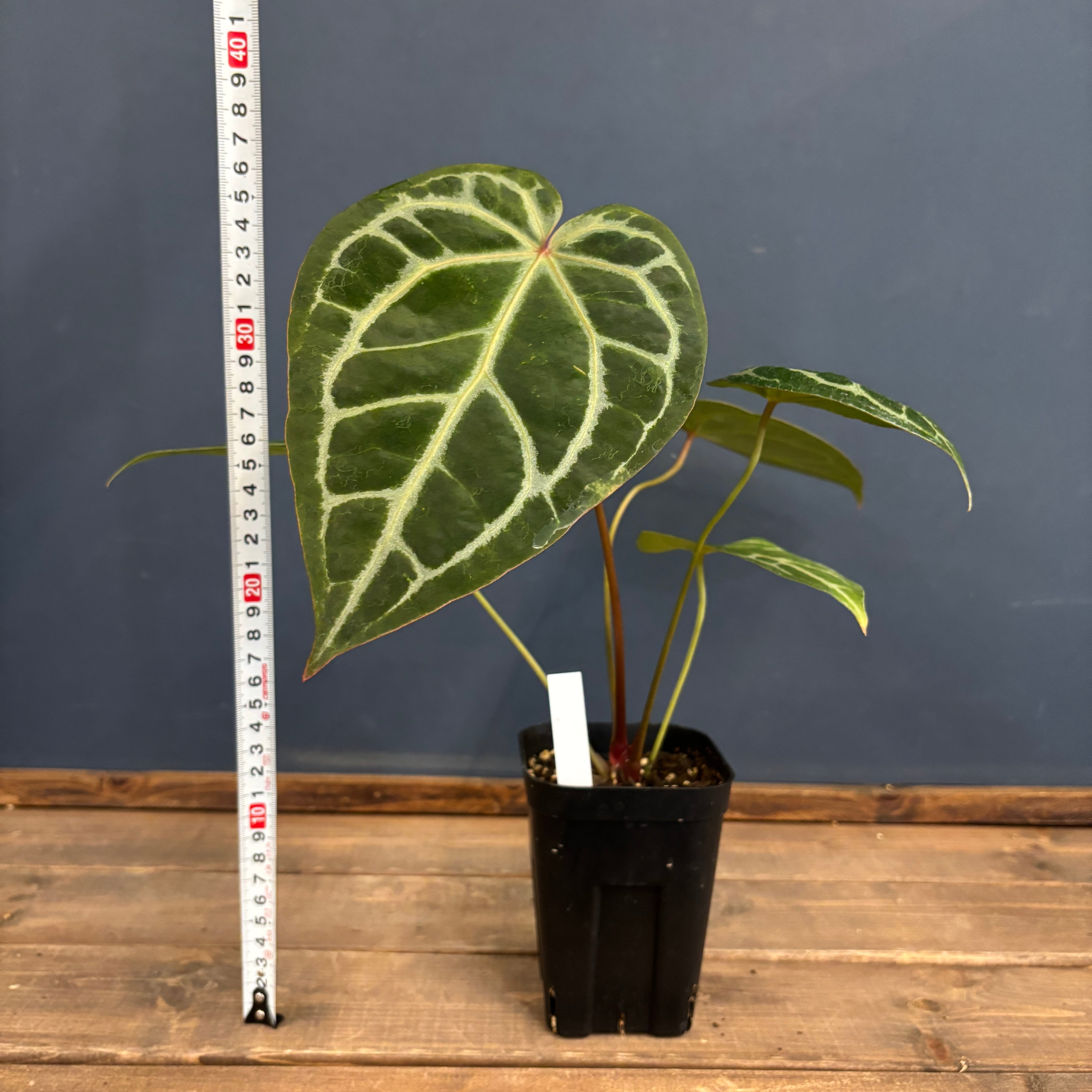 アンスリウム magnificam 'Silver' × (Michell × Zara F3)【610