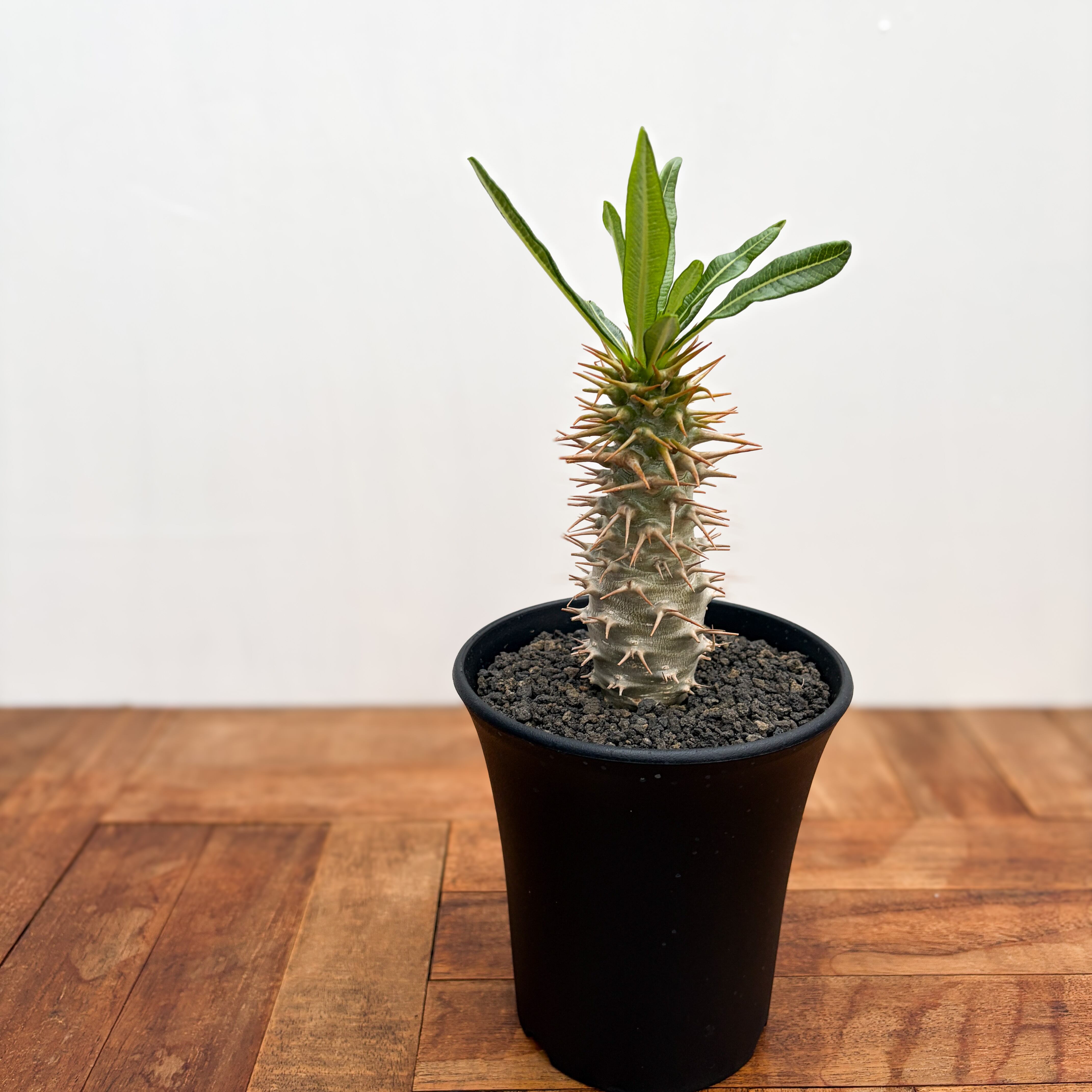 Pachypodium ambongense【パキポディウム・アンボンゲンセ・実生