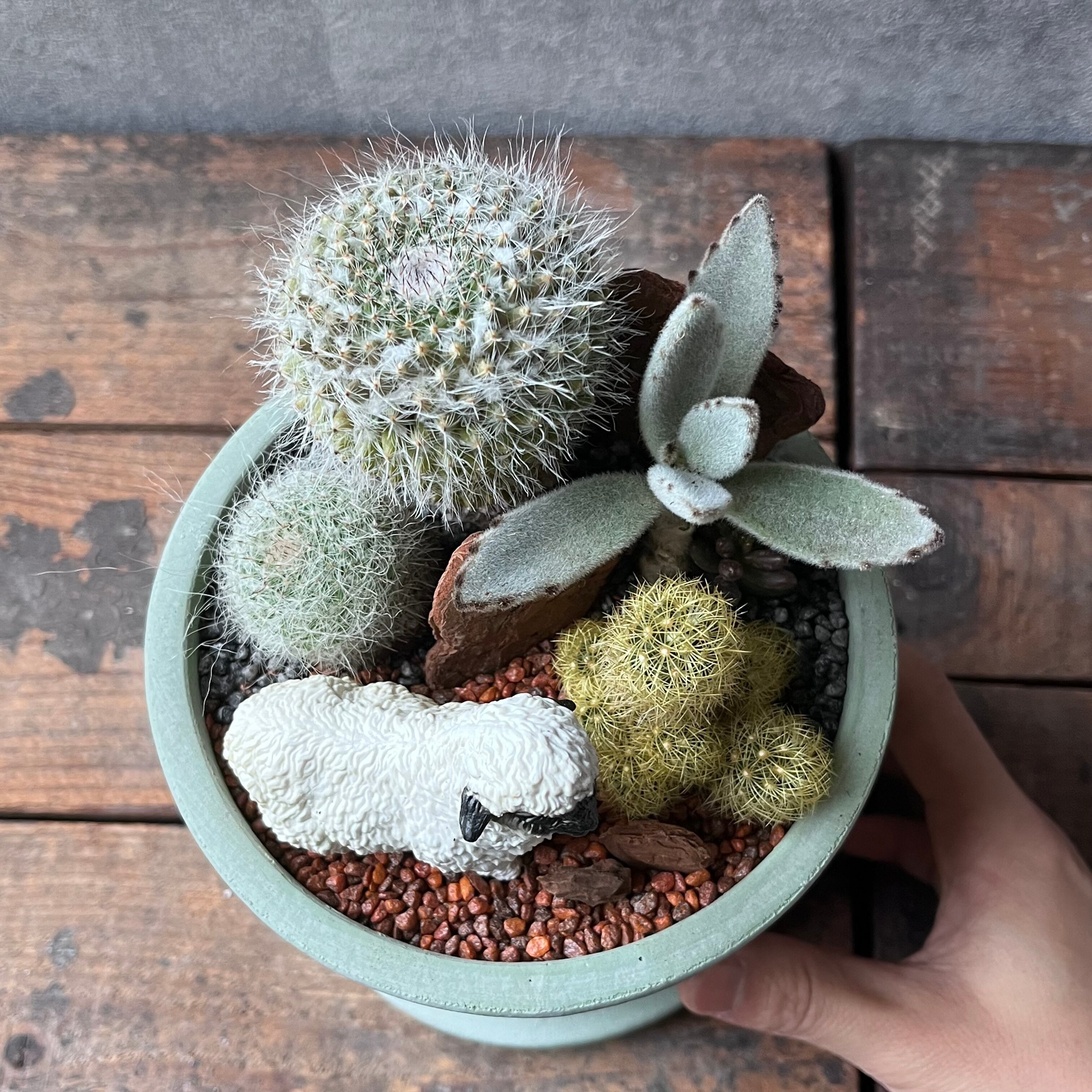 Valais Blacknose Sheep ヴァレーブラックノーズシープ | SABOTEN MISSILE