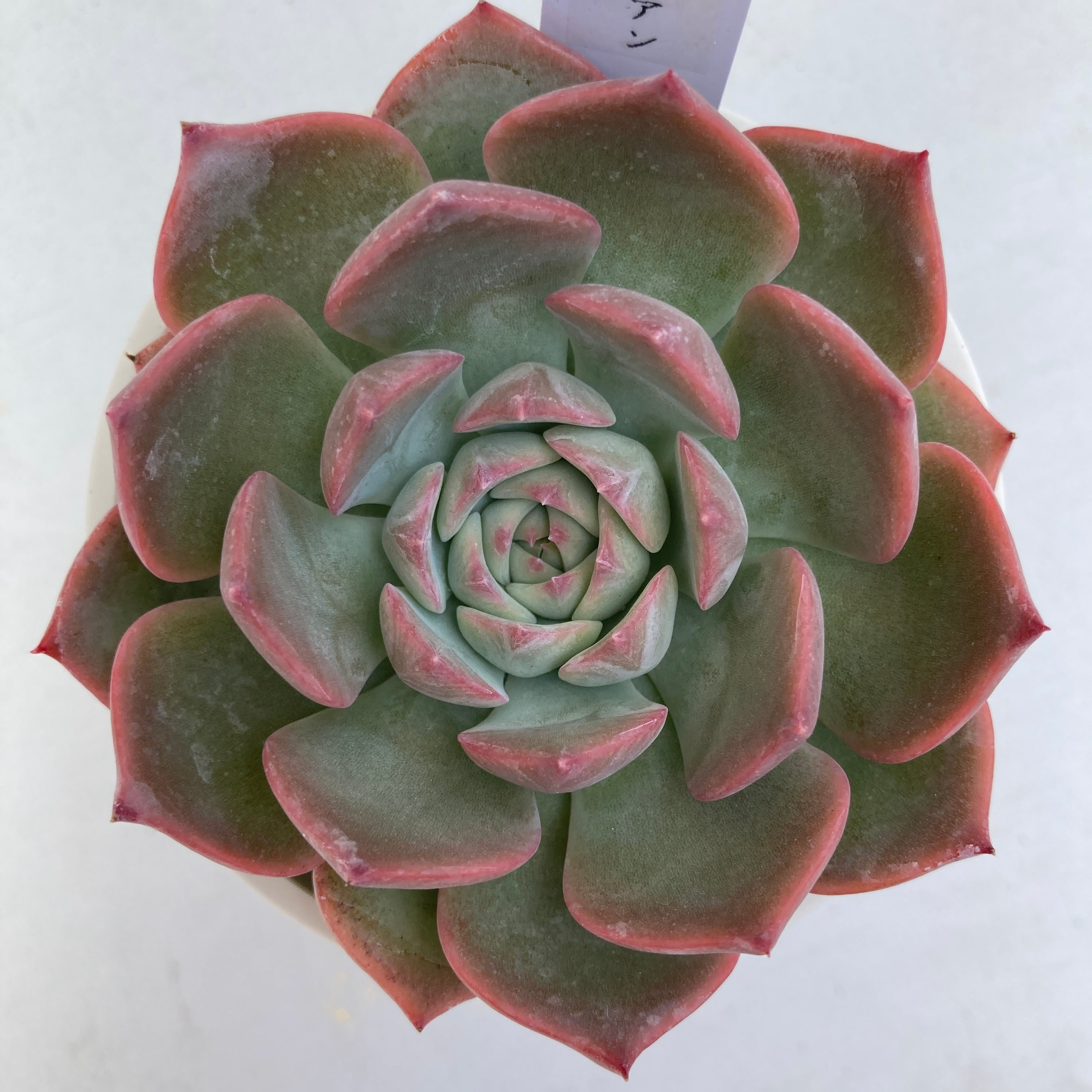 現物商品】キャラリアン 2.5号サイズ | 多肉植物研究所