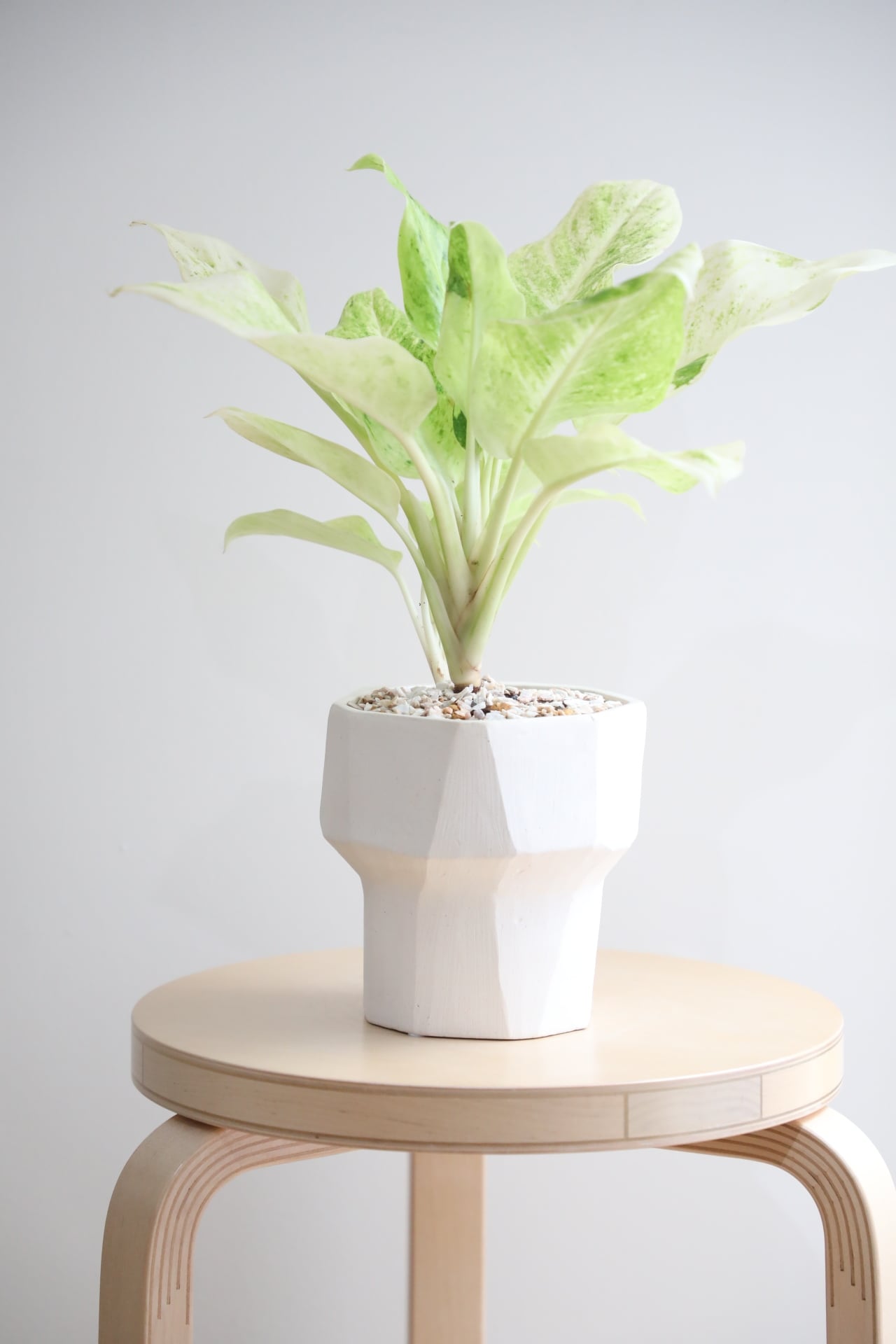 M】アグラオネマ サンドロップ/Aglaonema | 【厳選植物・器】MIDORI