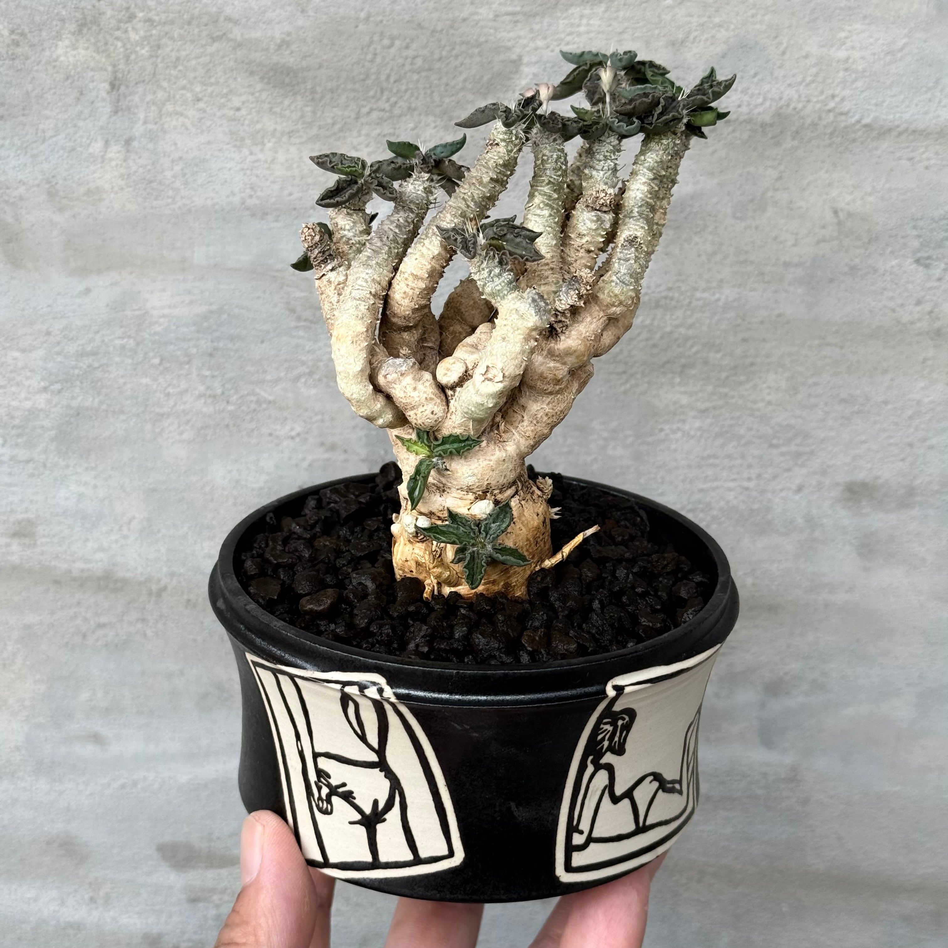 植物×作家鉢 【植え込み済み】 | A-PLANTS