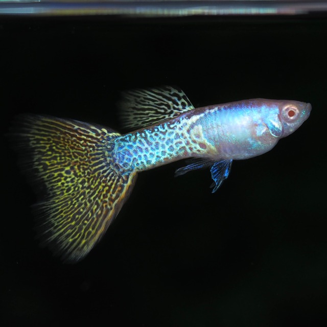 RREAメタルイエローレース　1ペア＋おまけオス1匹