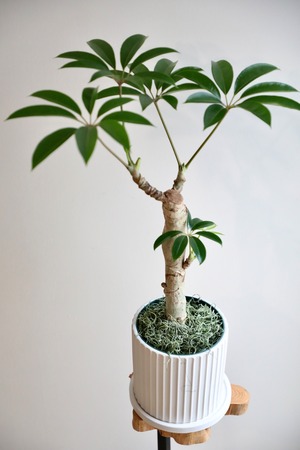 【M】ツピタンサス /Tupidanthus ※陶器鉢付き