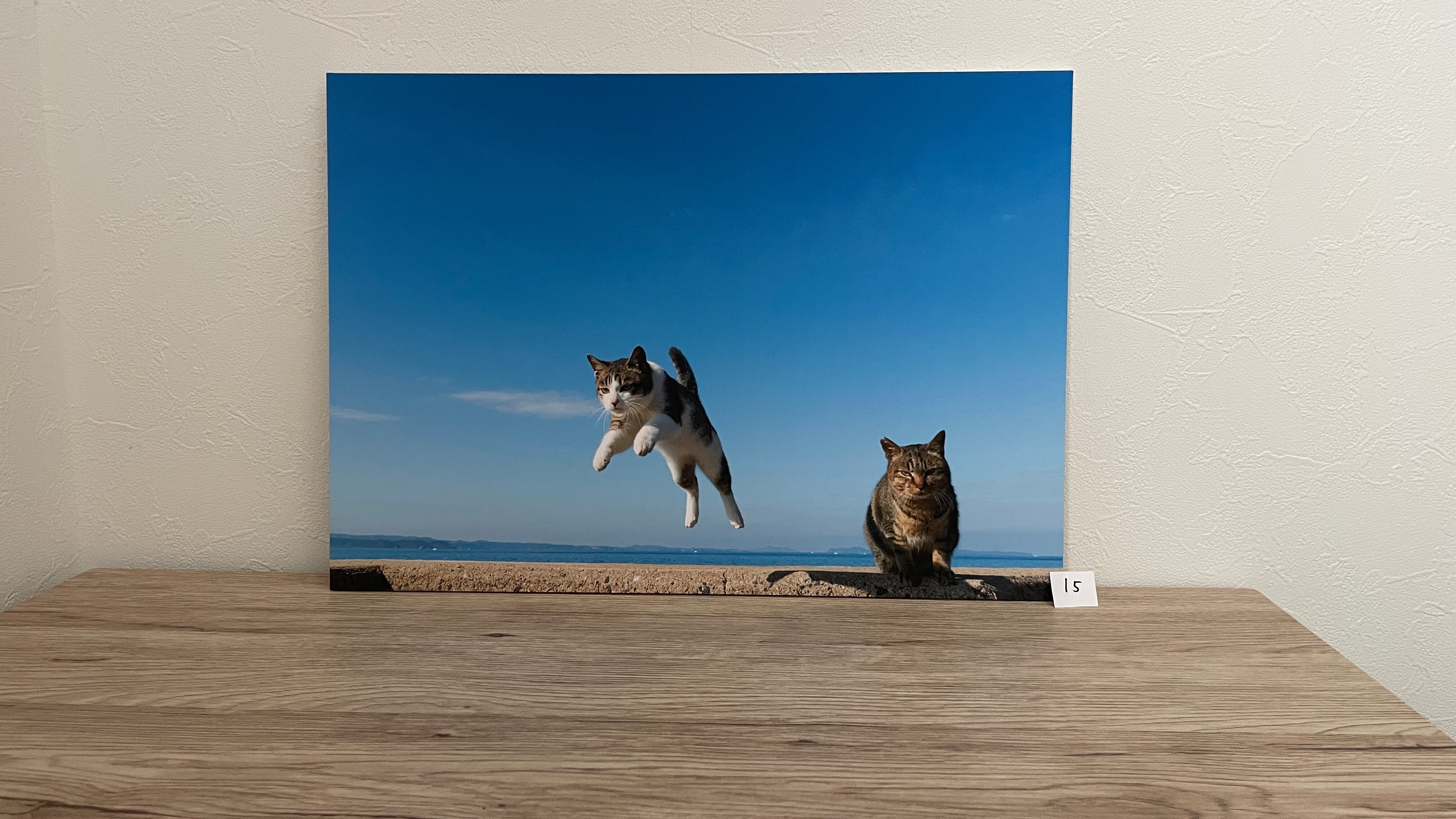 写真パネルa3サイズ数量限定 | 猫雑貨屋 飛び猫商店