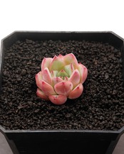 カット苗 アグリーカウ Echeveria 'Ugly Cow'