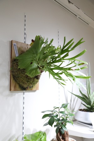 【M】ビカクシダ マウントキッチャクード 板付仕立て/Platycerium 'Mount Kitshakood'