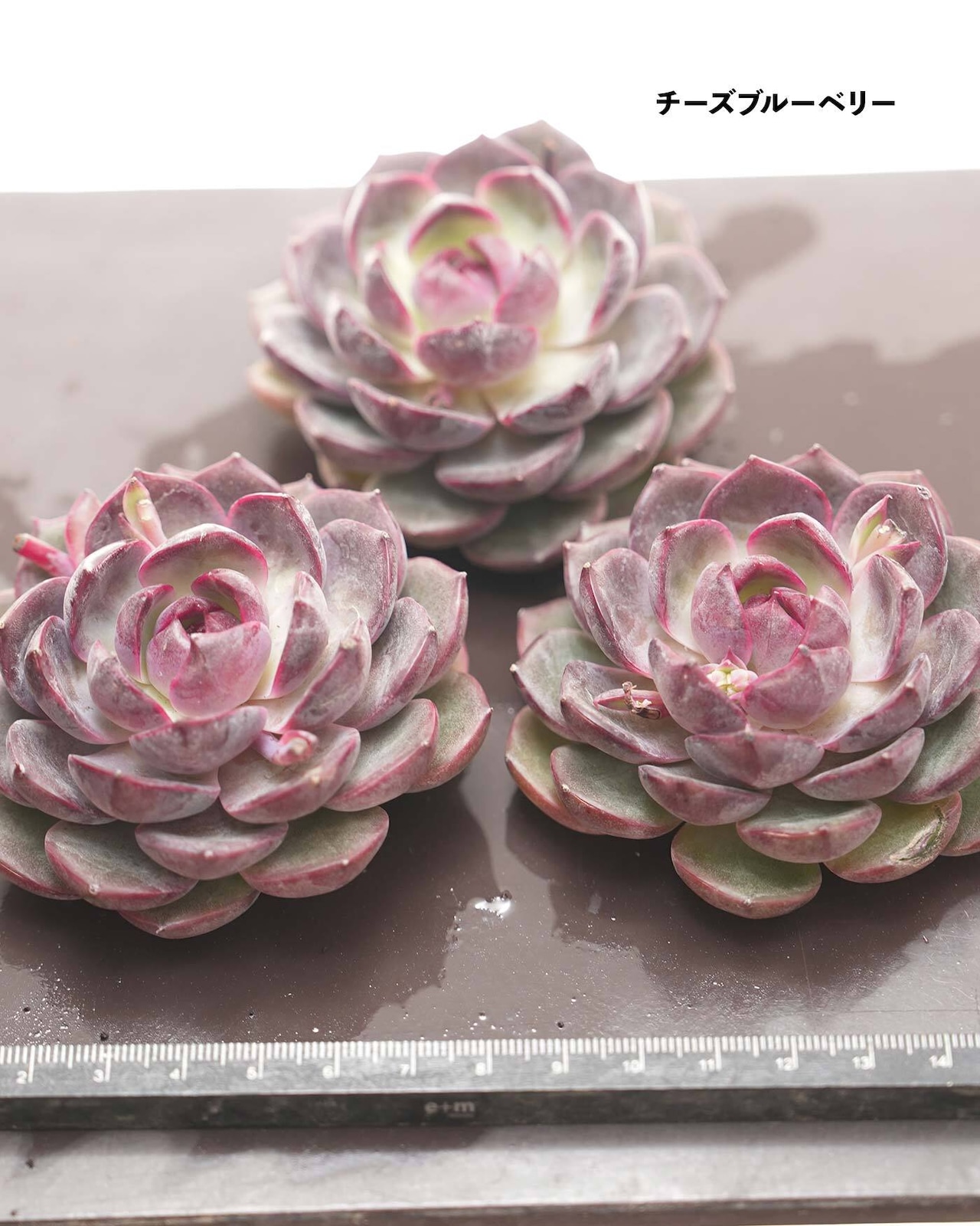 【セットA おいしい多肉 4種】プリン錦/チーズブルーベリー/ファンタ 他