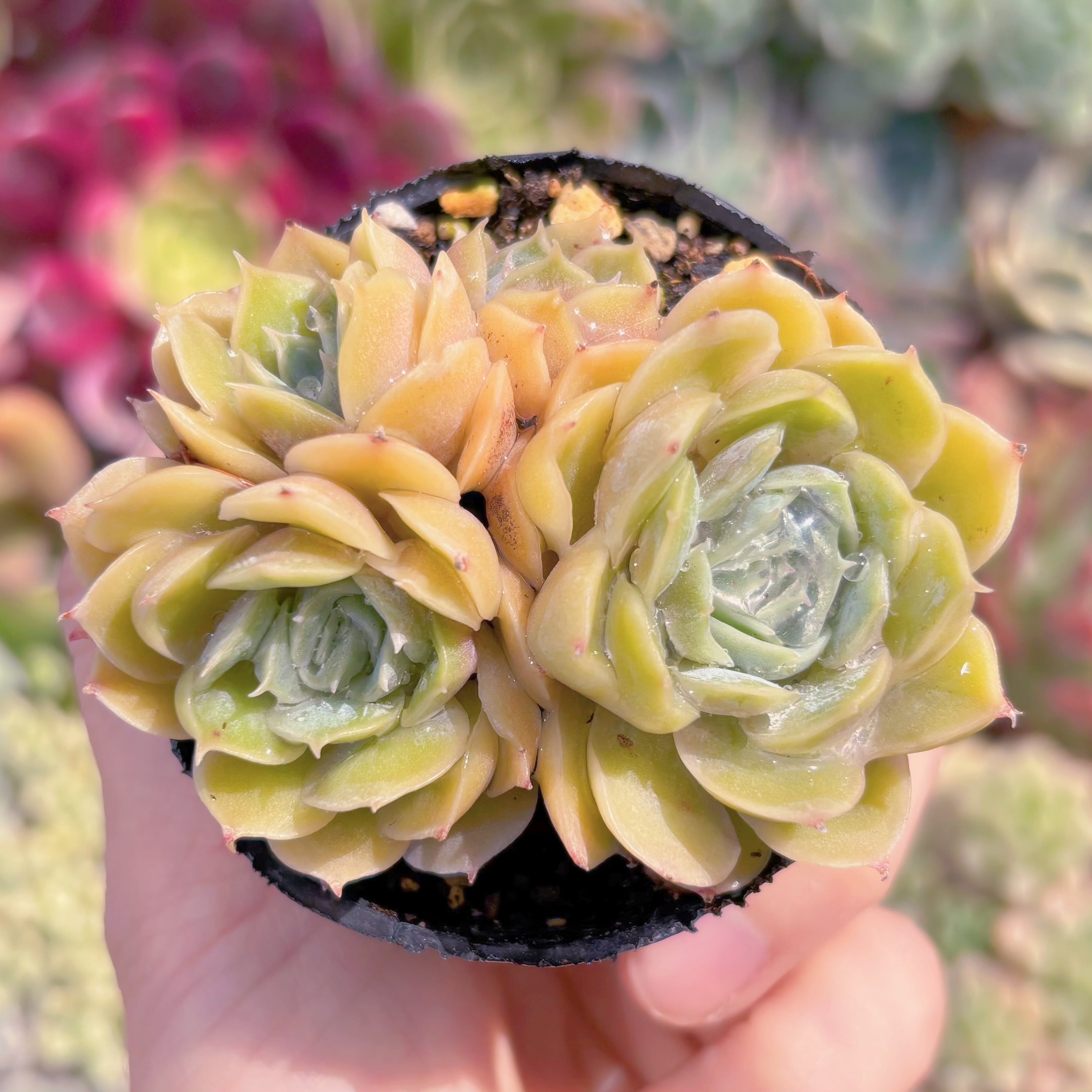 現品　オンスロー#B62　るる農園