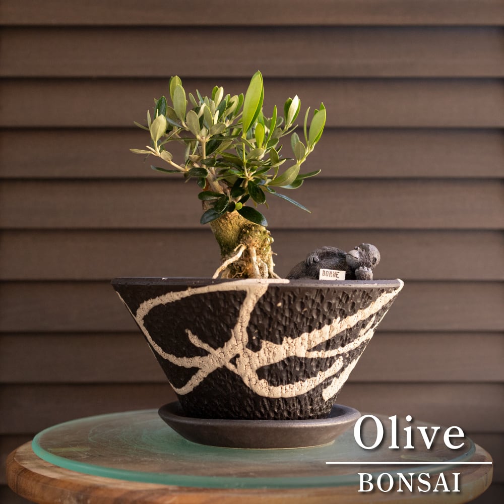 創樹 Olive オリーブの木 根上がり 盆栽 SOUJU Manzanillo マンザニロ オリーブ 陶器鉢