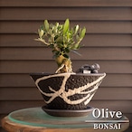 創樹 Olive オリーブの木 根上がり 盆栽 SOUJU Manzanillo マンザニロ オリーブ 陶器鉢