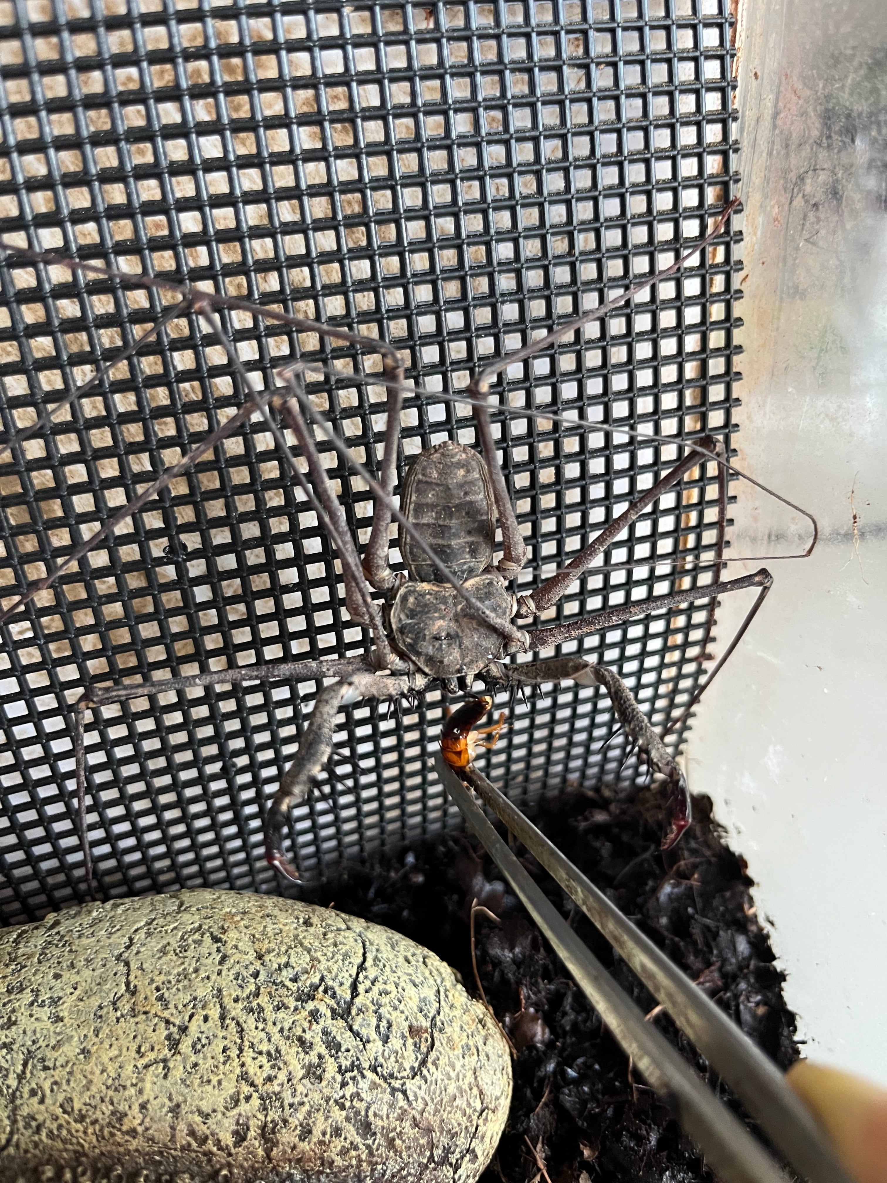 腕蟲希少種】Heterophrynus elephasウデムシ ヒヨケムシ 三大奇蟲