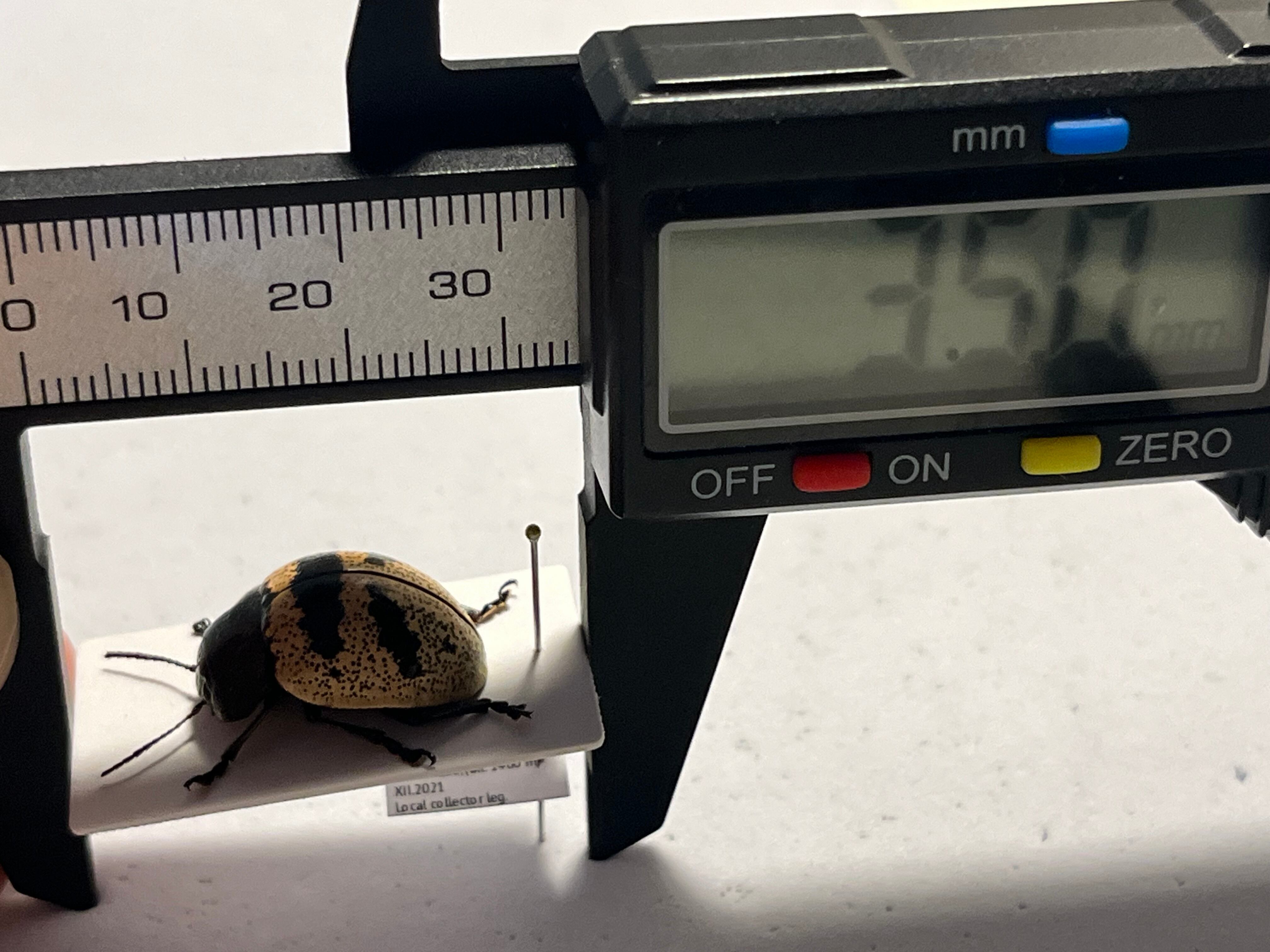 18mm】不均一なドット模様が美しい大柄なズンズリハムシ 標本甲虫