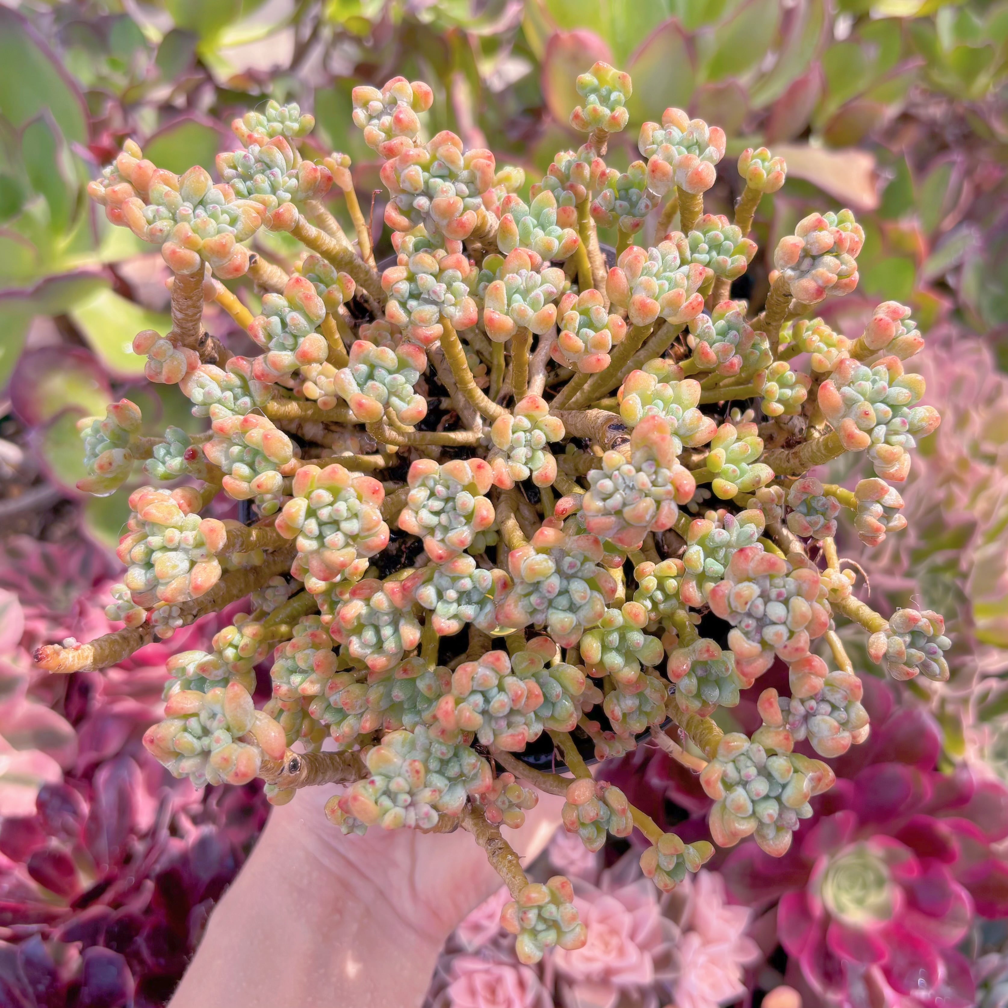 現品　ピンクビーン#685　特大群生　るる農園