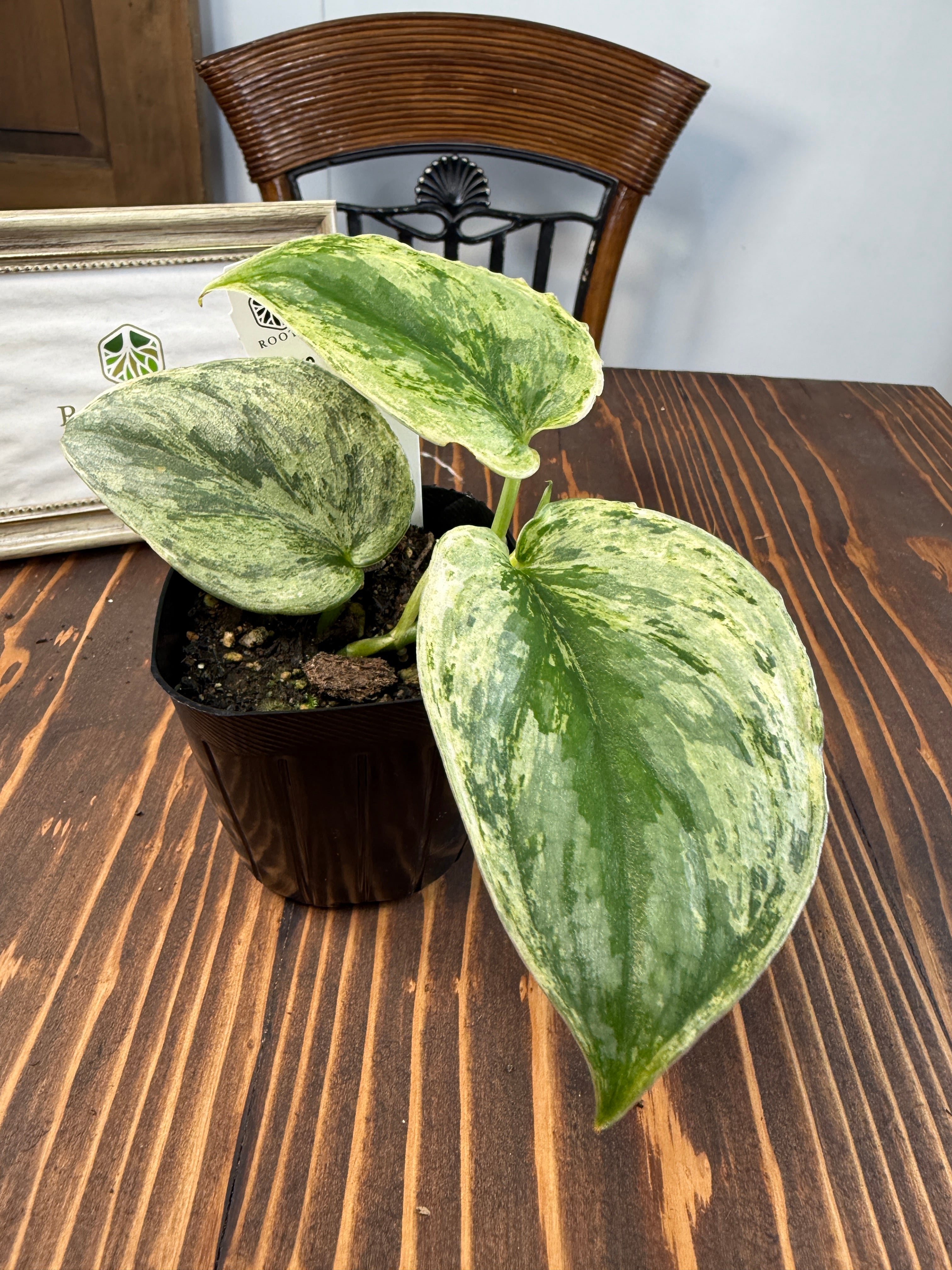 ①スキンダプサス アポラキ,スキンダプサス エキゾチカホログラムバリエガータ ☆1936【輝くホログラム】スキンダプサス エキゾチカ ホログラム(3.5号