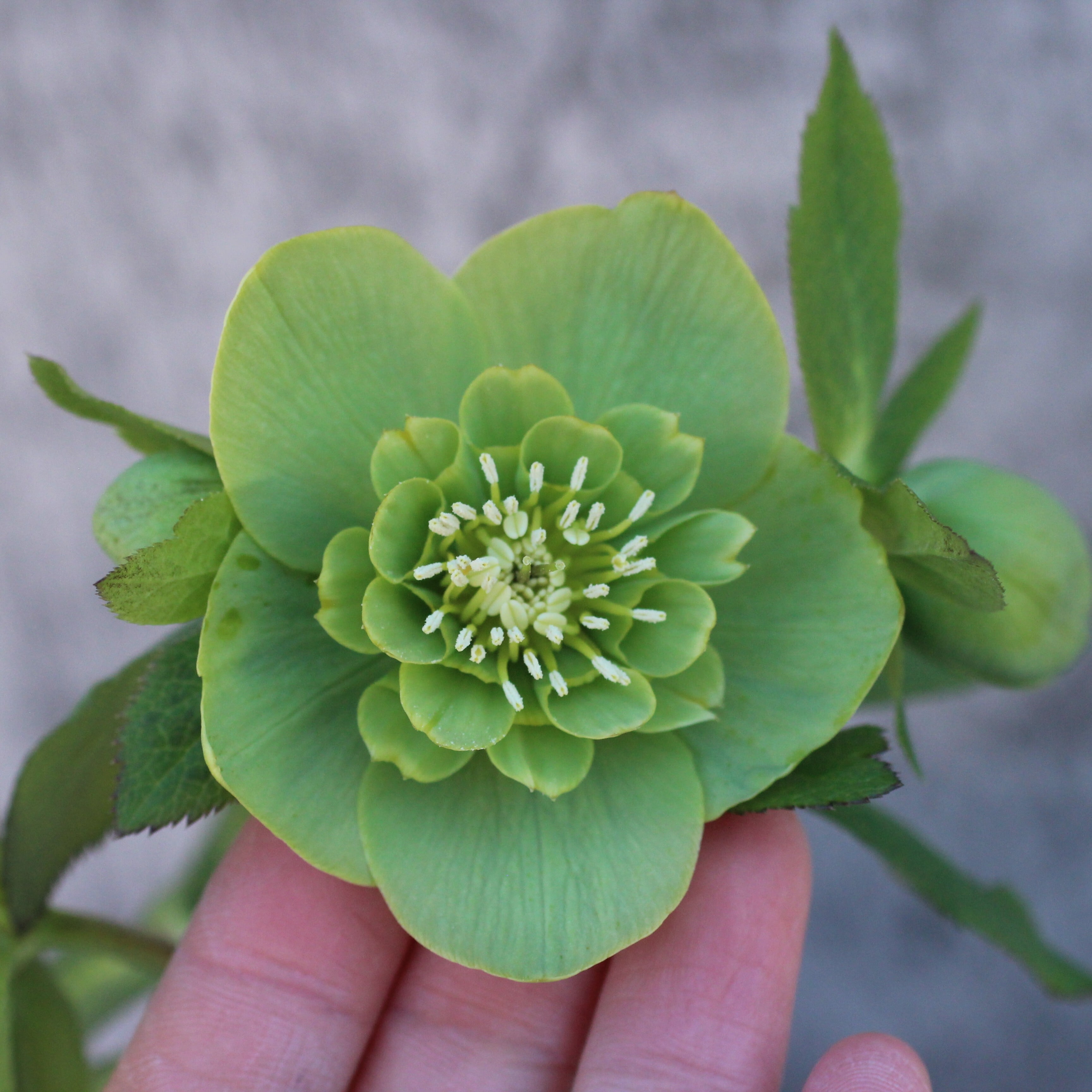 WinterSymphony開花鉢 | CoppiceGARDEN（コピスガーデン）