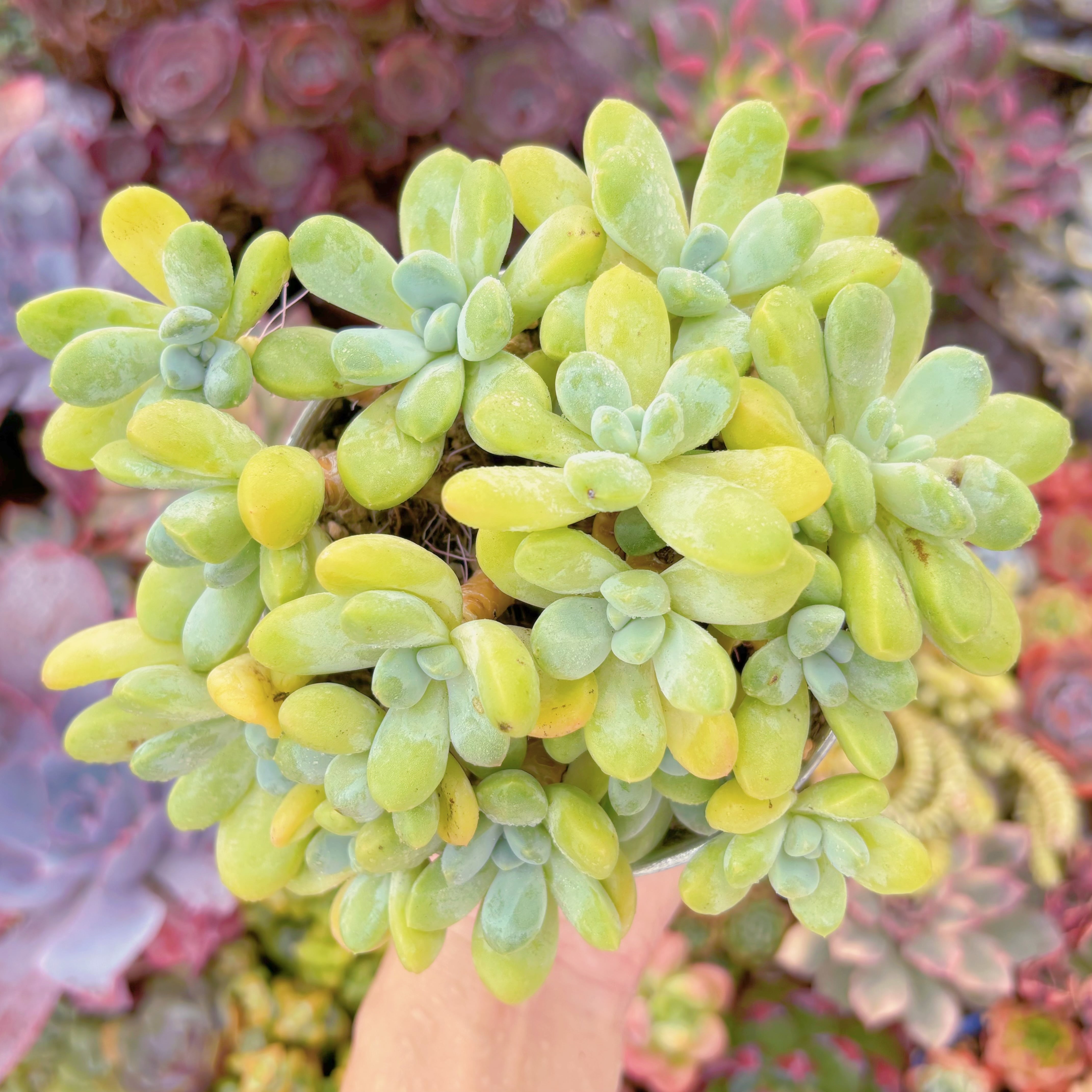 現品　香玉#663　るる農園