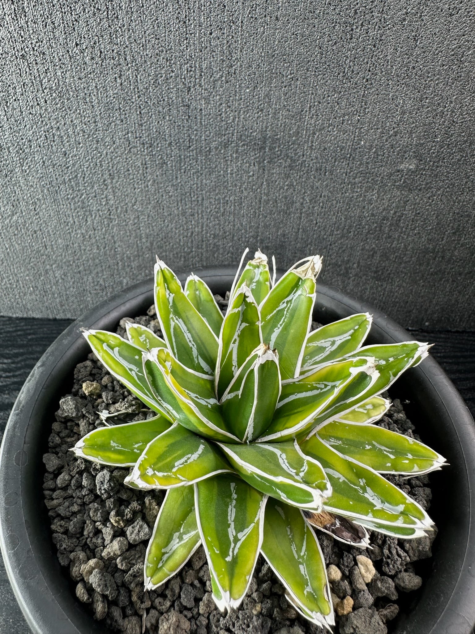 434 アガベ ホリダ ホリダ (黄中斑) /Agave Horrida horrida (yallow