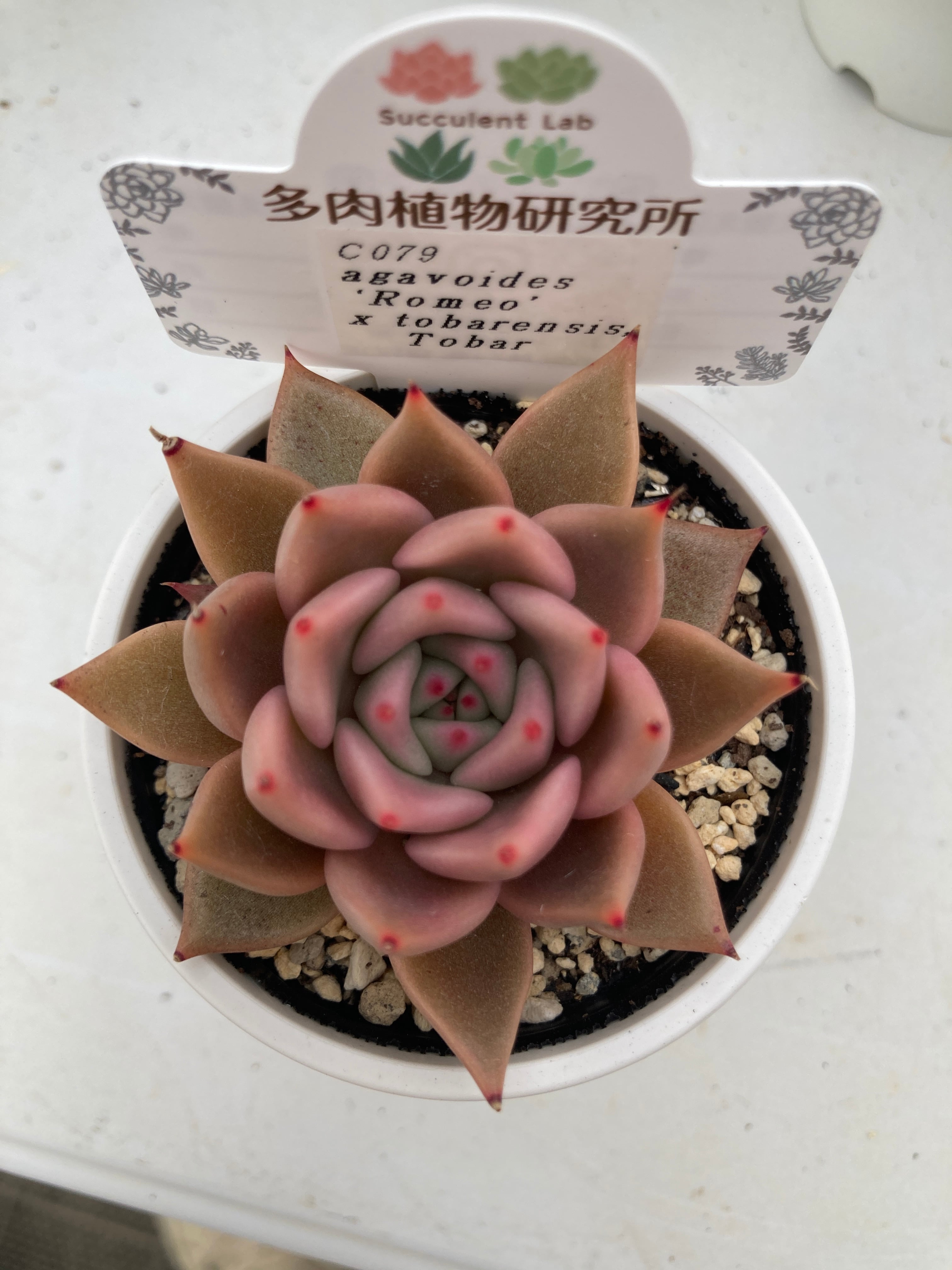現物商品】ロメオ x トバレンシス | 多肉植物研究所 現物商品】ロメオ x トバレンシス | 多肉植物研究所