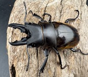 【WD】《ダールマンツヤクワガタ原名亜種 67mm A’品ペア》