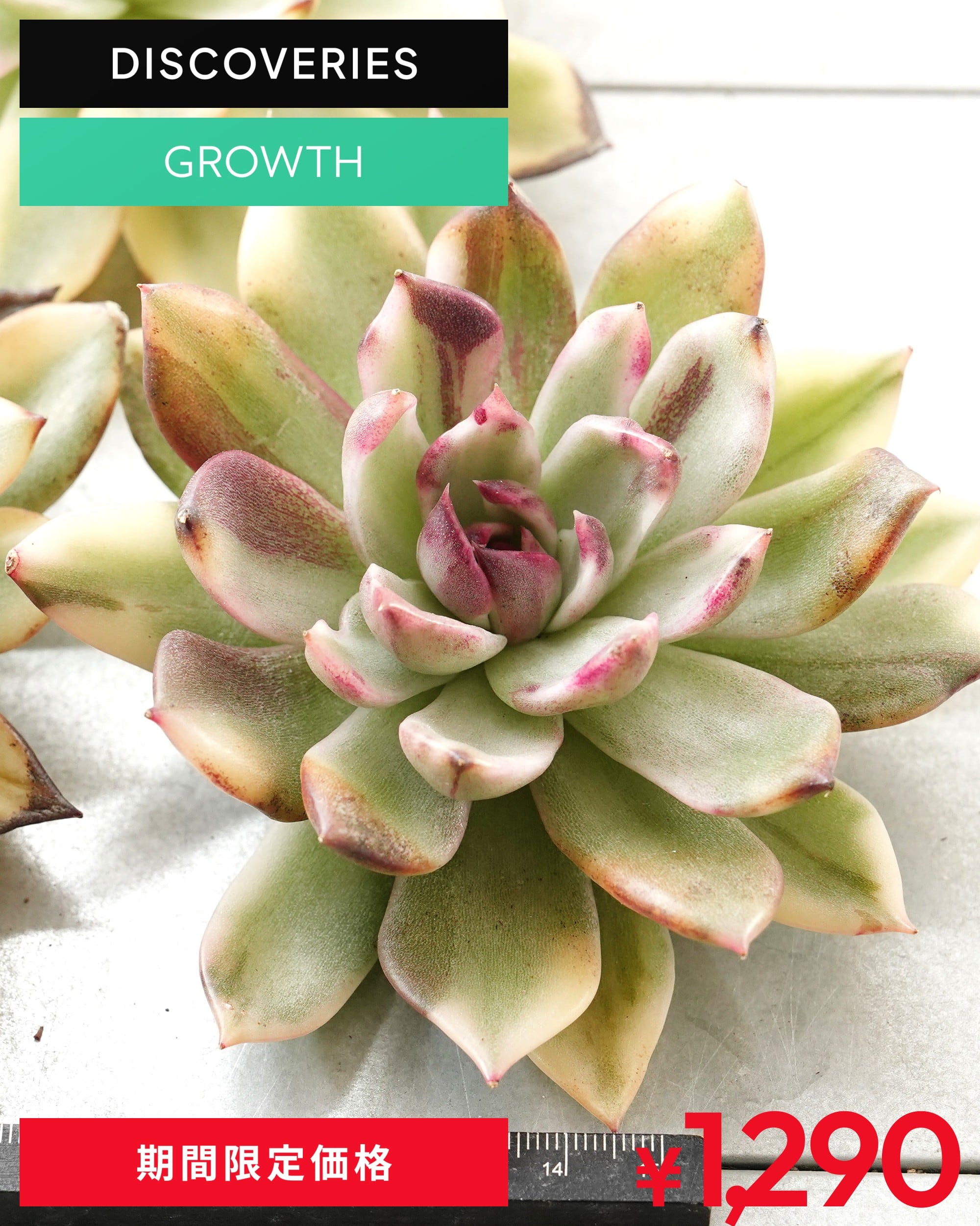 ブランド・レア度 | PUKUBOOK SUCCULENTS