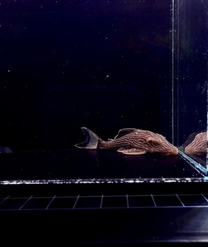 ワイルド・ゴールデンサンダーロイヤルプレコ