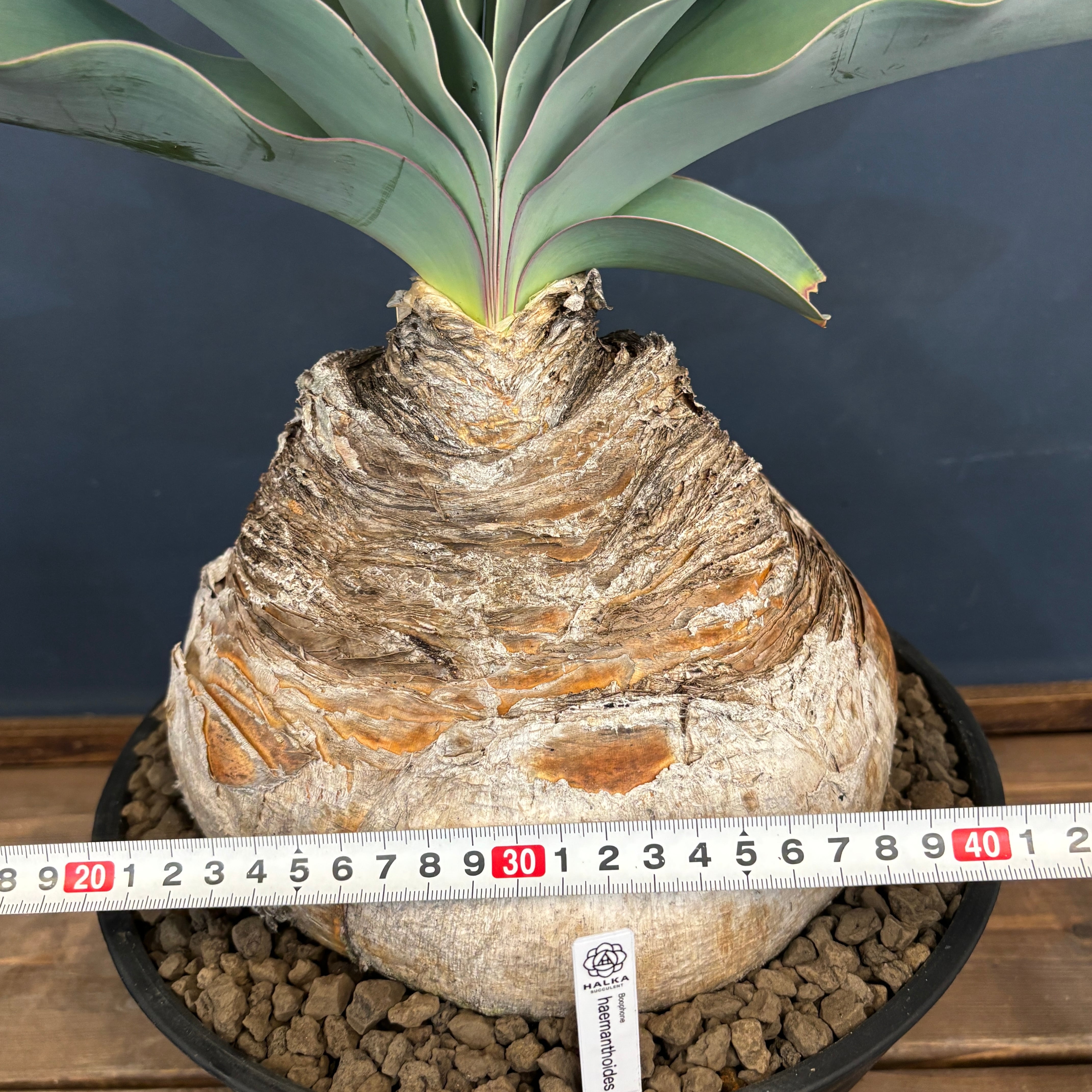 ブーファン ハエマンソイデス【771】 | PROTOLEAF プロトリーフ