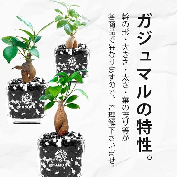 その他観葉植物 nori ガジュマル 白黒砂利（四角容器） | インテリアグリーンショップ