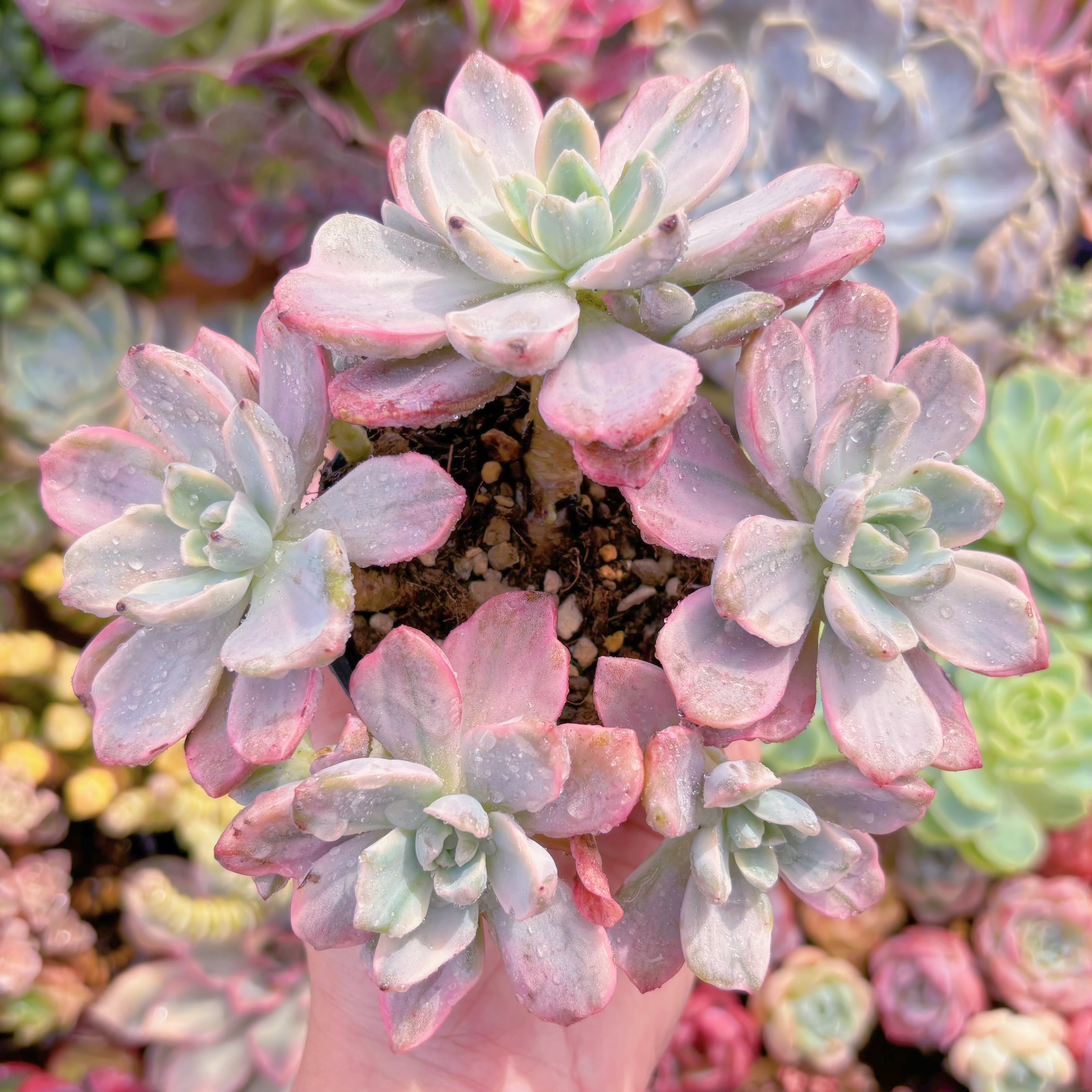 現品　リチャード錦#717　群生　るる農園