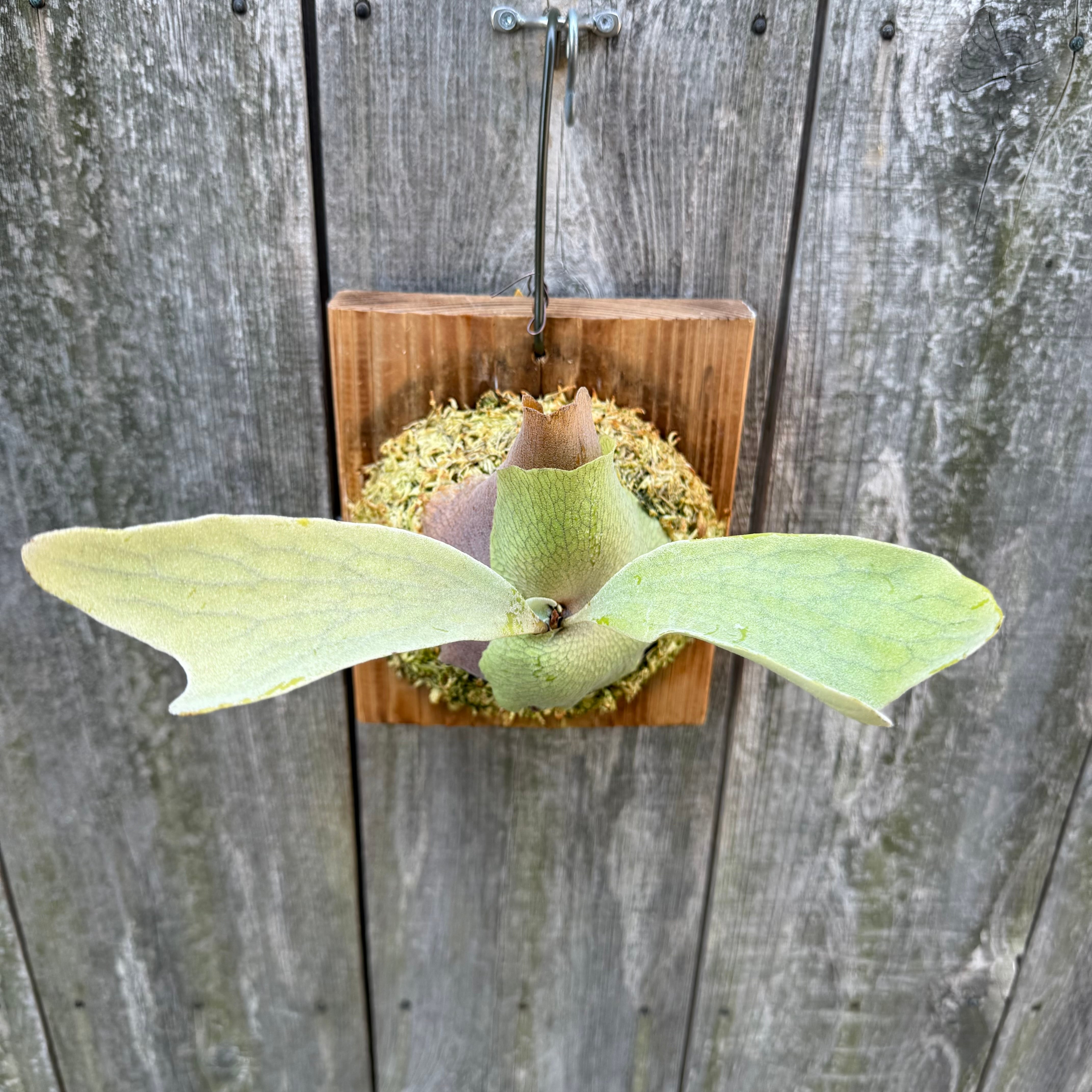 P. Blue Moon sporelings | naturefix