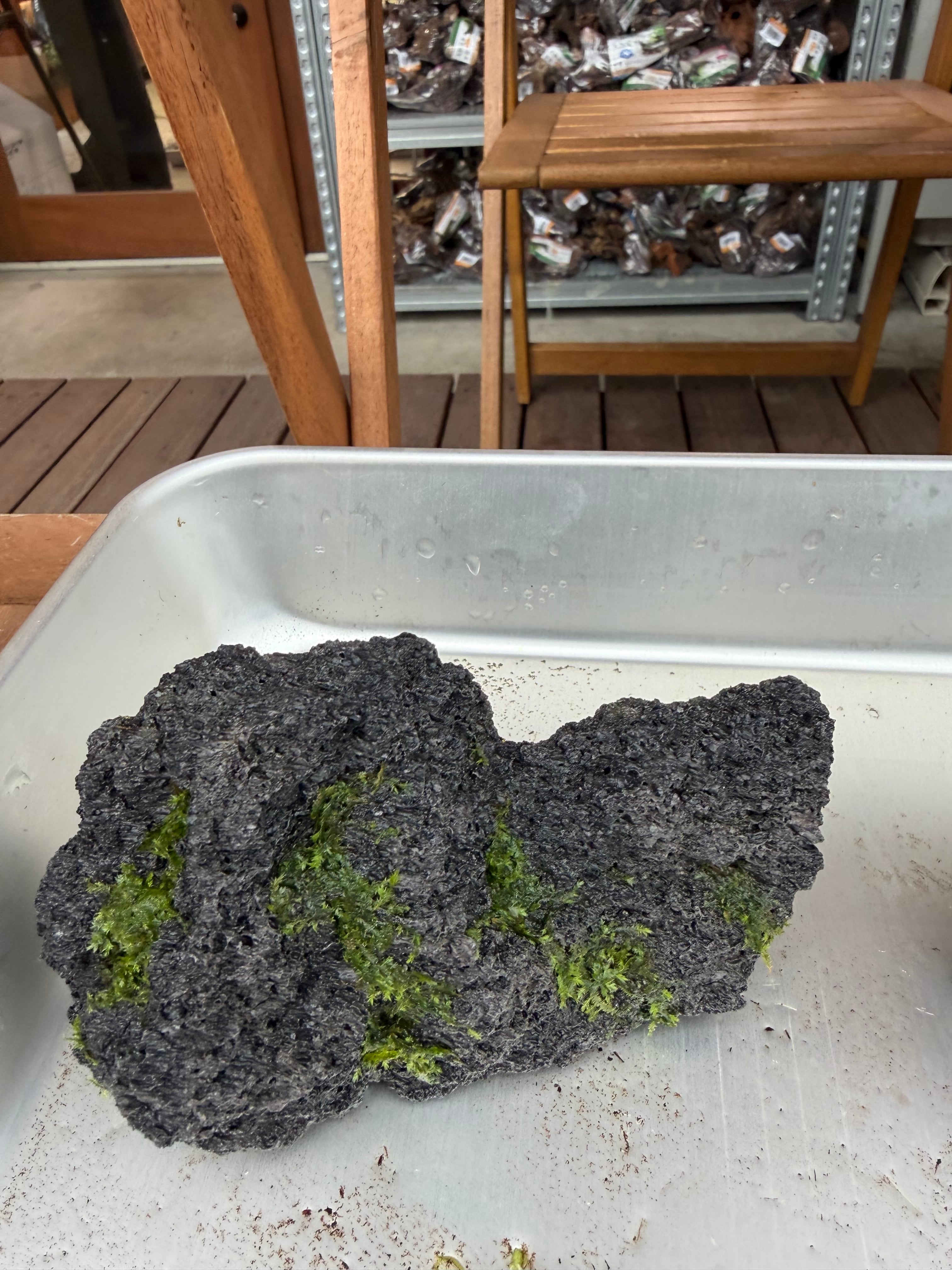 ADA】初登場！モスロック小サイズ！ADA雲山石に初めからウィローモスが