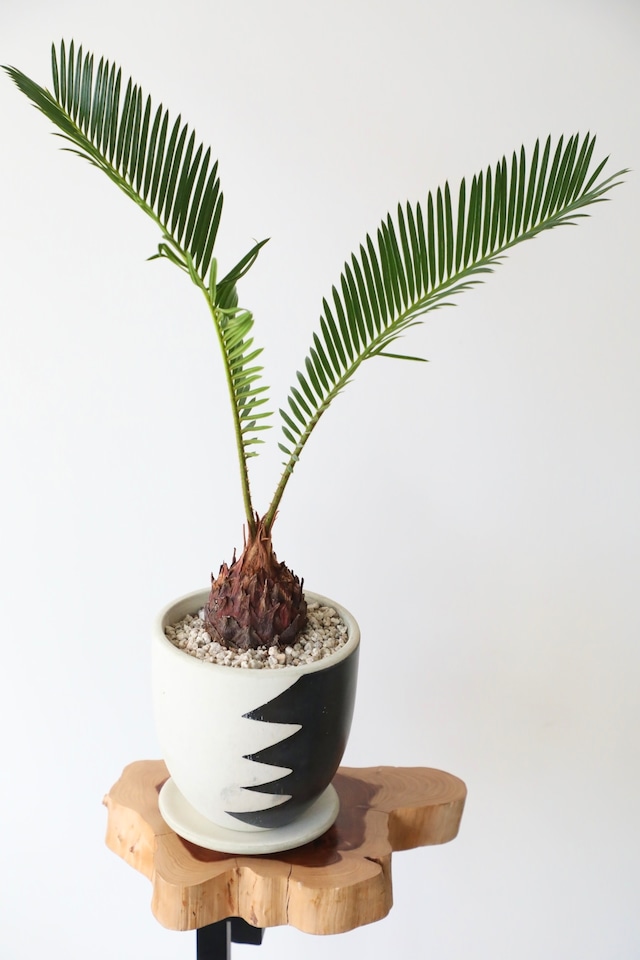 【M】ソテツ(蘇鉄)/Japanese sago palm ※陶器鉢付き 【M】ソテツ(蘇鉄)/Japanese sago palm ※陶器鉢付き
