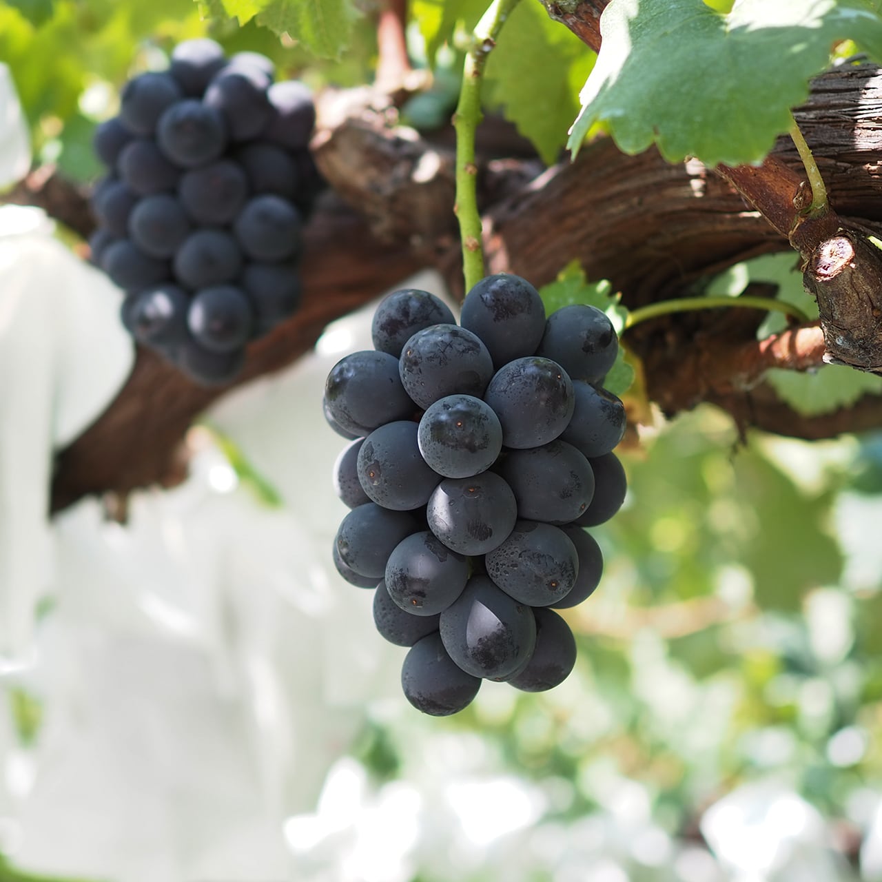 2025年 種無し巨峰 / 2房(約800グラム以上) / お届け時期 9月上旬〜 9月末