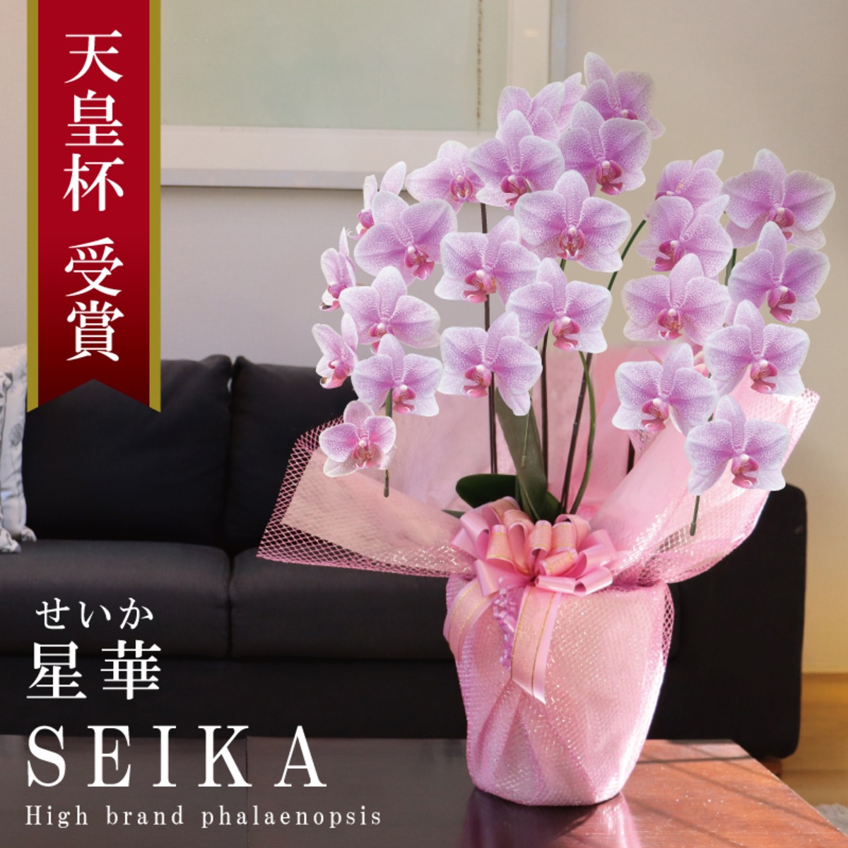 7786744978748b17dc9b875b8240cf  