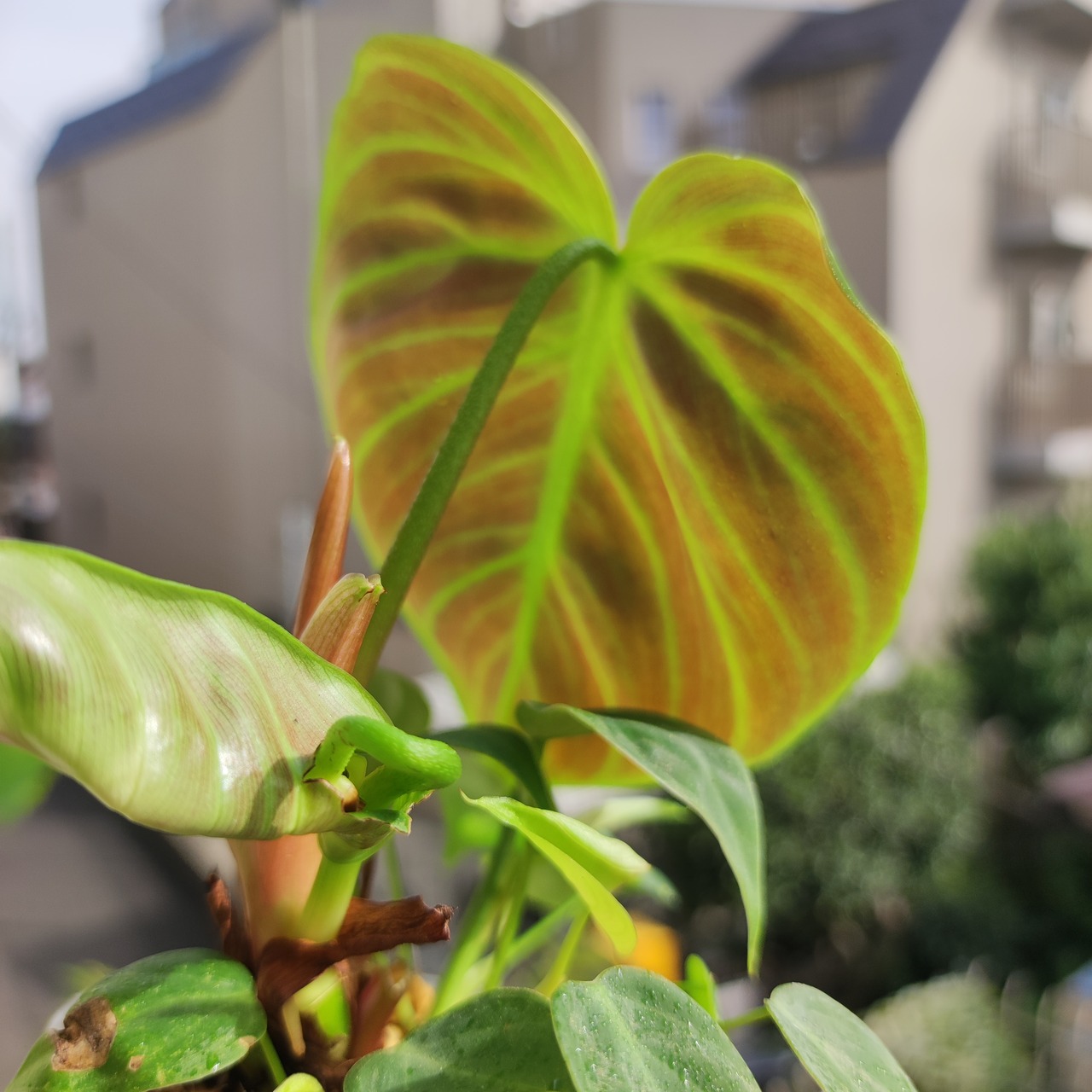 フィロデンドロン エルチョコレッド / Philodendron rubrijuvenile "El Choco Red" / 観葉植物<育て方・花言葉>