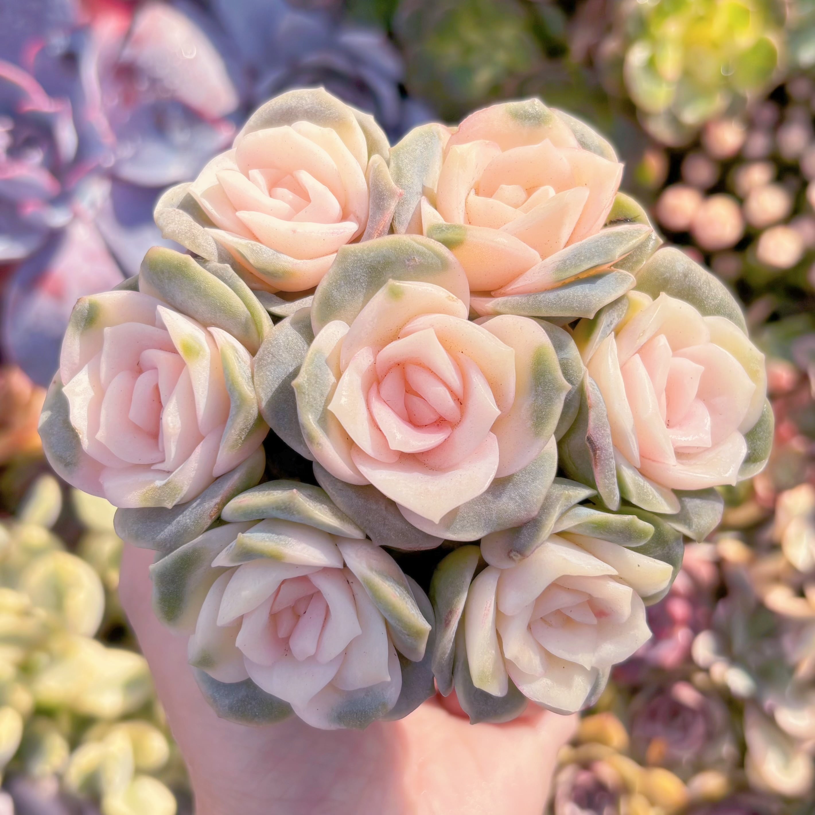 多肉植物　ラブリーローズ錦(7苗)Sサイズ　新入荷　るる農園