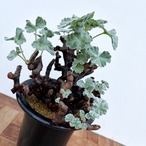 Pelargonium mirabile【ぺラルゴニウム・ミラビレ】