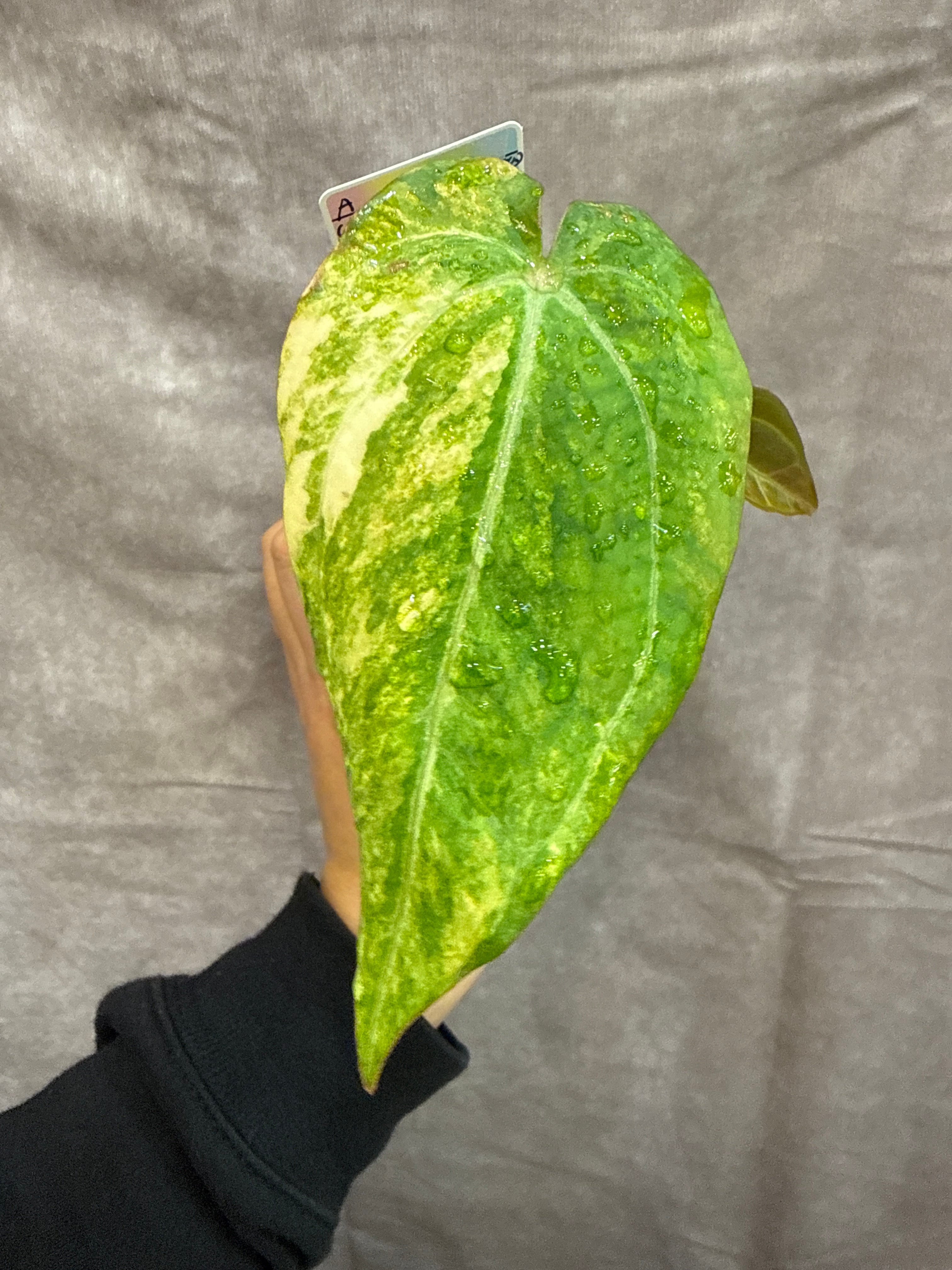 114. Anthurium (papillilaminum X crystalinum) X (Magnificum